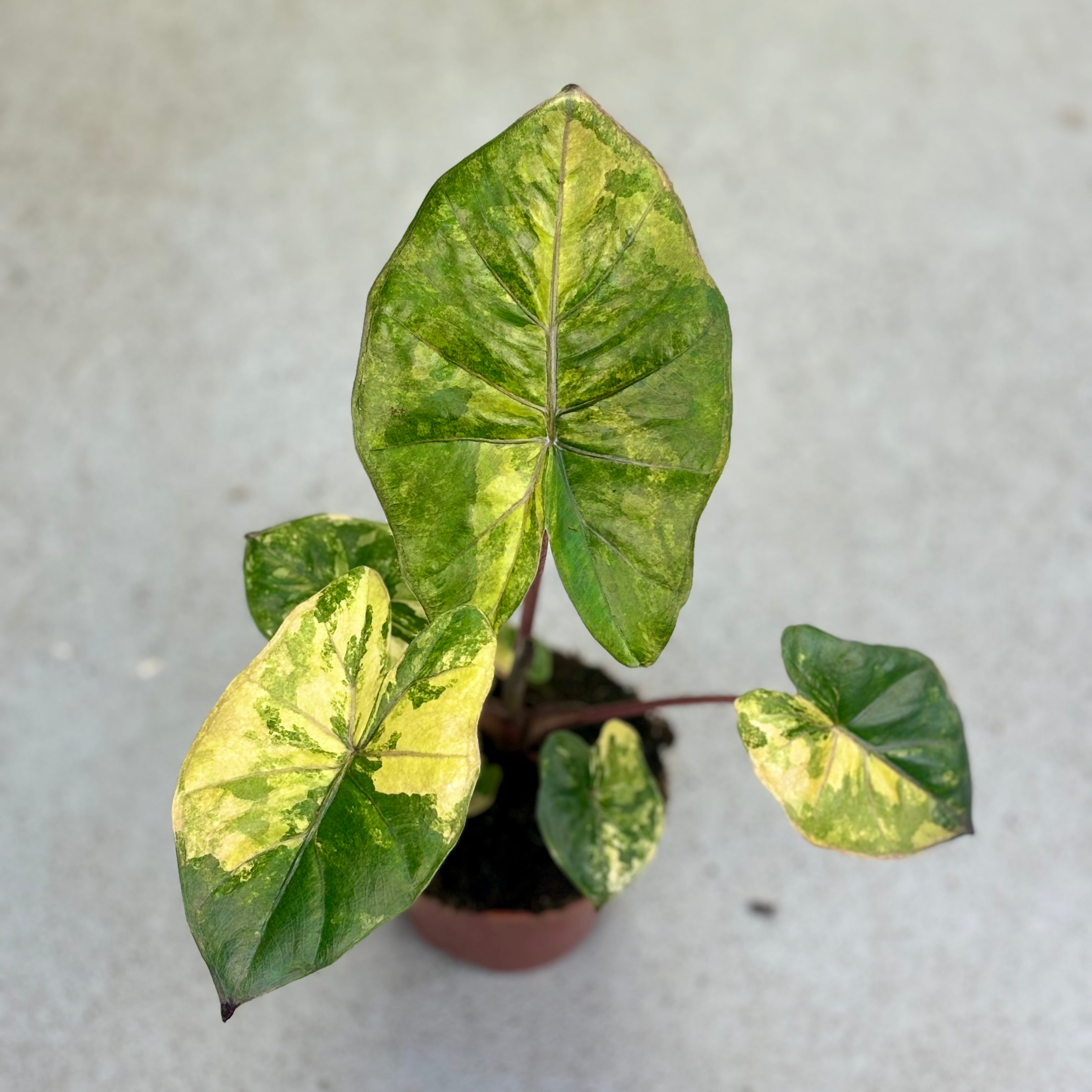 Alocasia-Yucatan-Princess-Variegata-Downtownplantclub