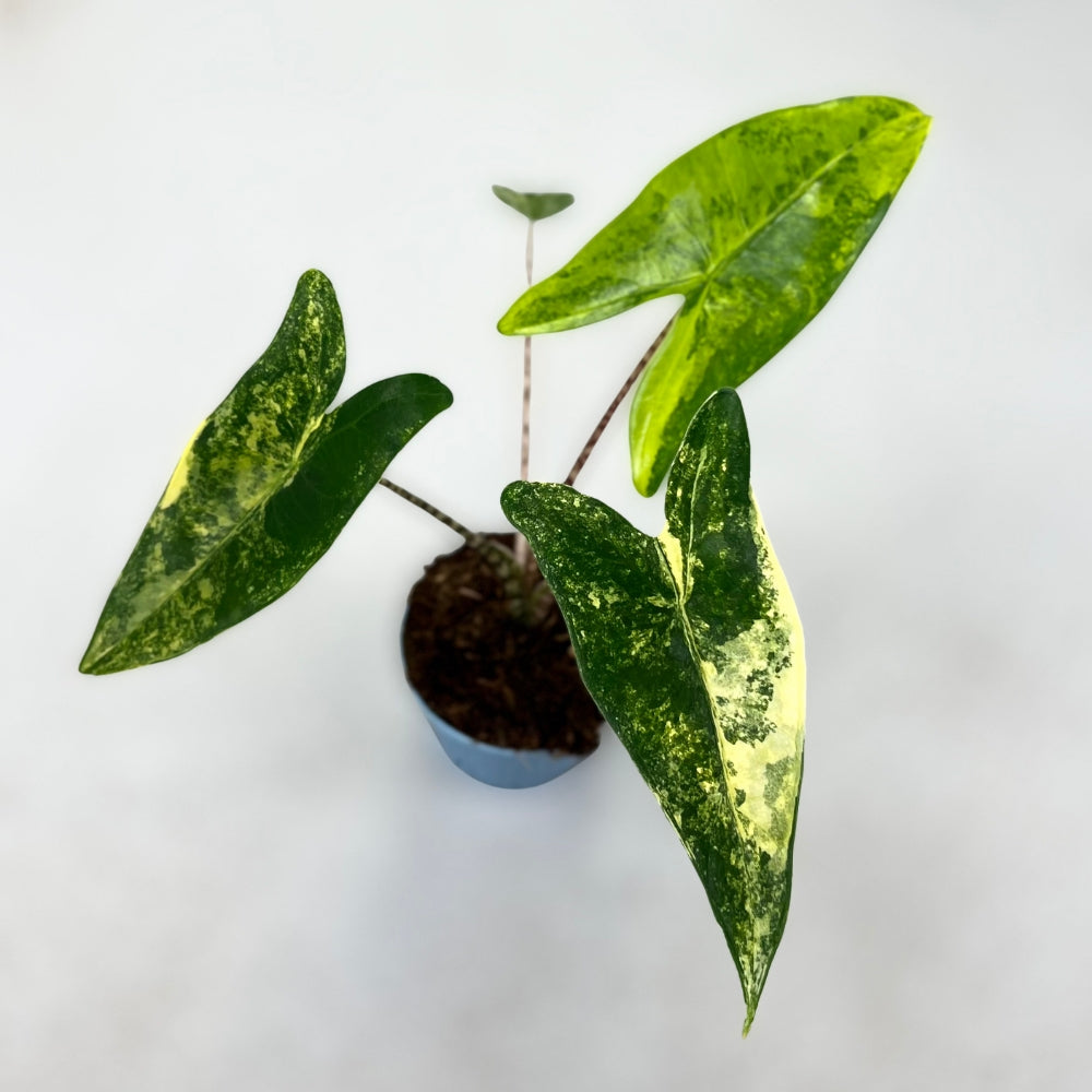 Alocasia Zebrina Aurea Variegata - Downtown Plant Club
