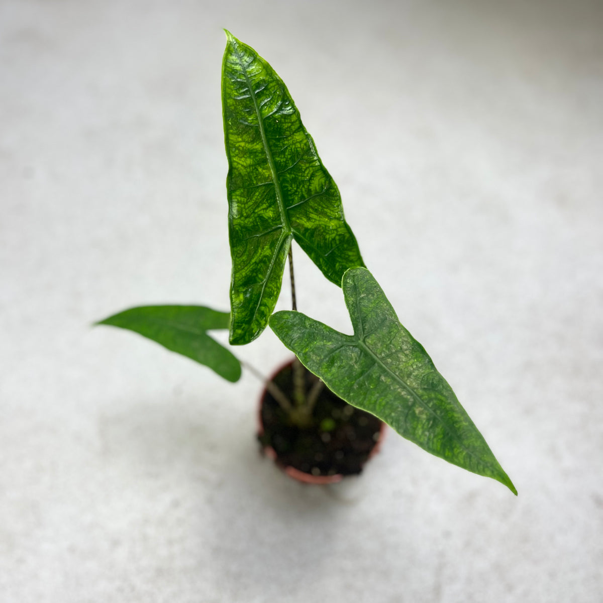 Alocasia Zebrina Reticulata