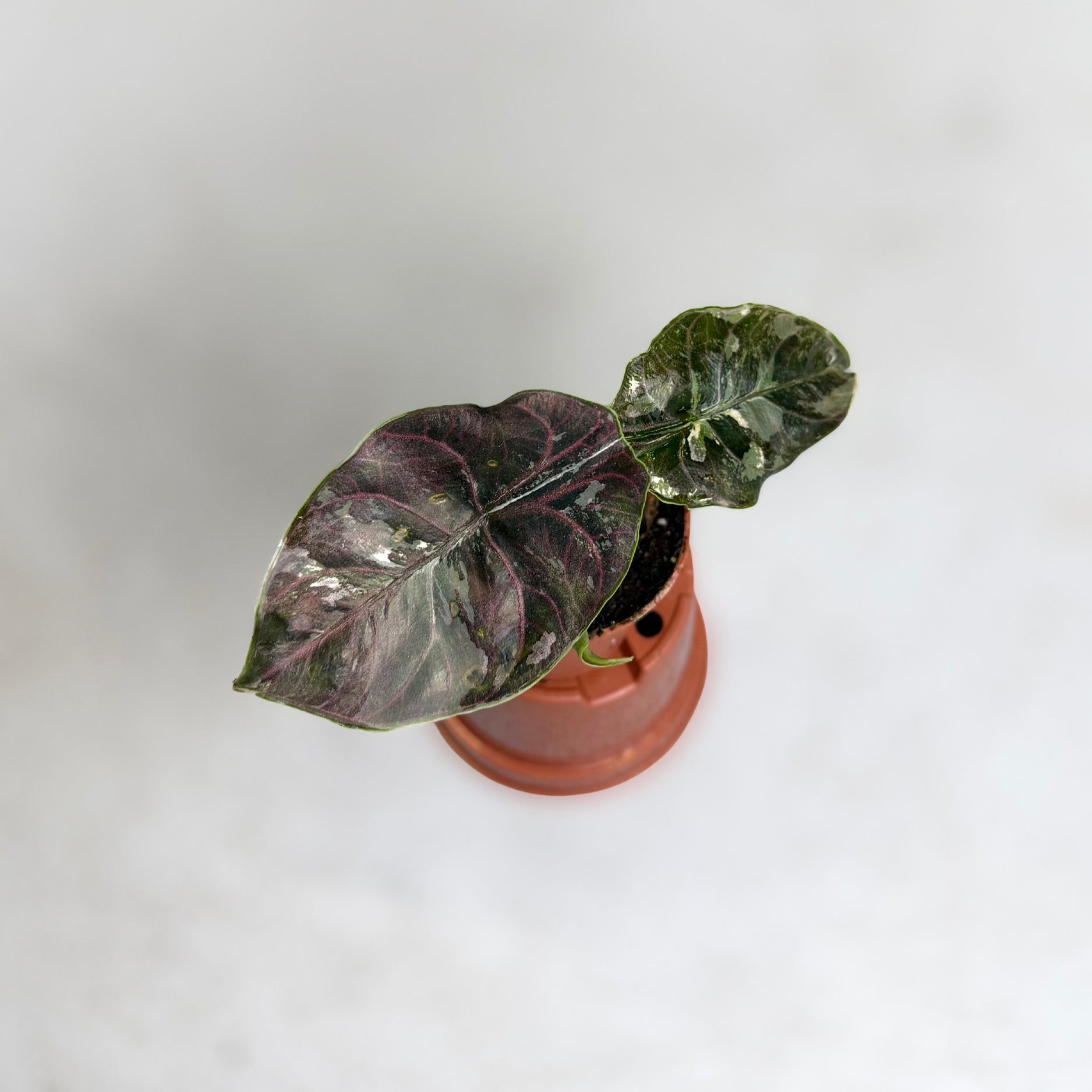 Alocasia Azlanii Albo Variegata
