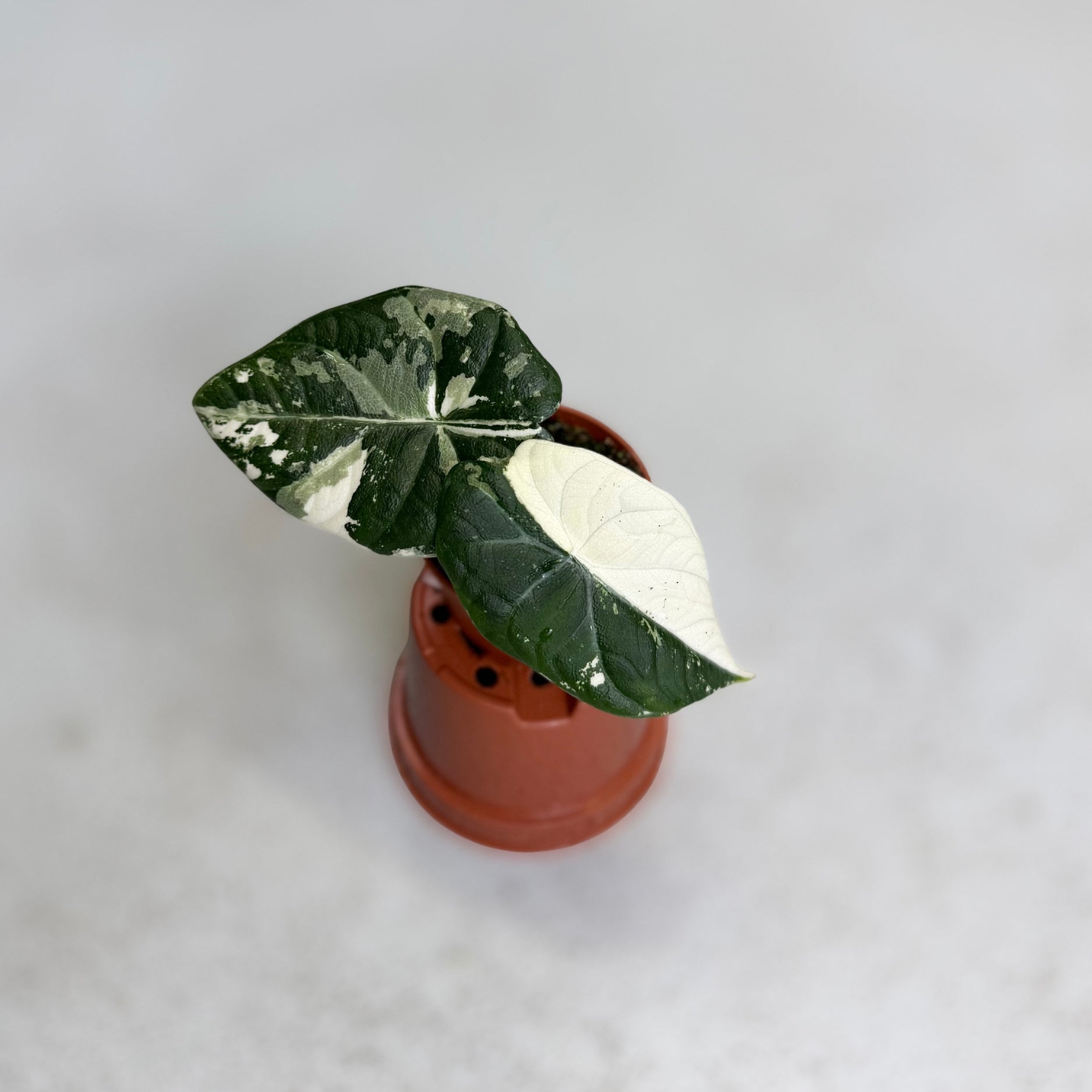 Alocasia Maharani Albo Variegata