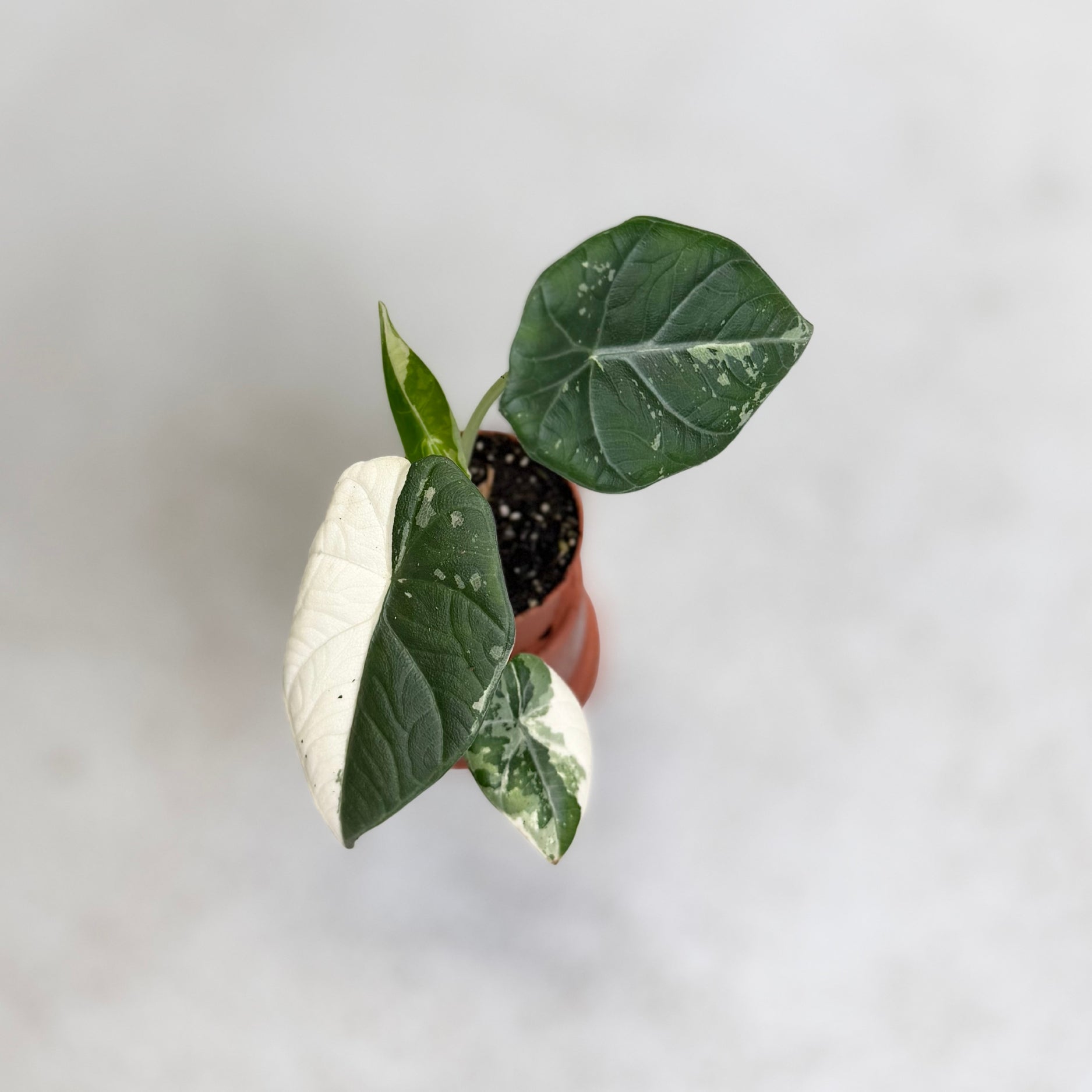 Alocasia Maharani Albo