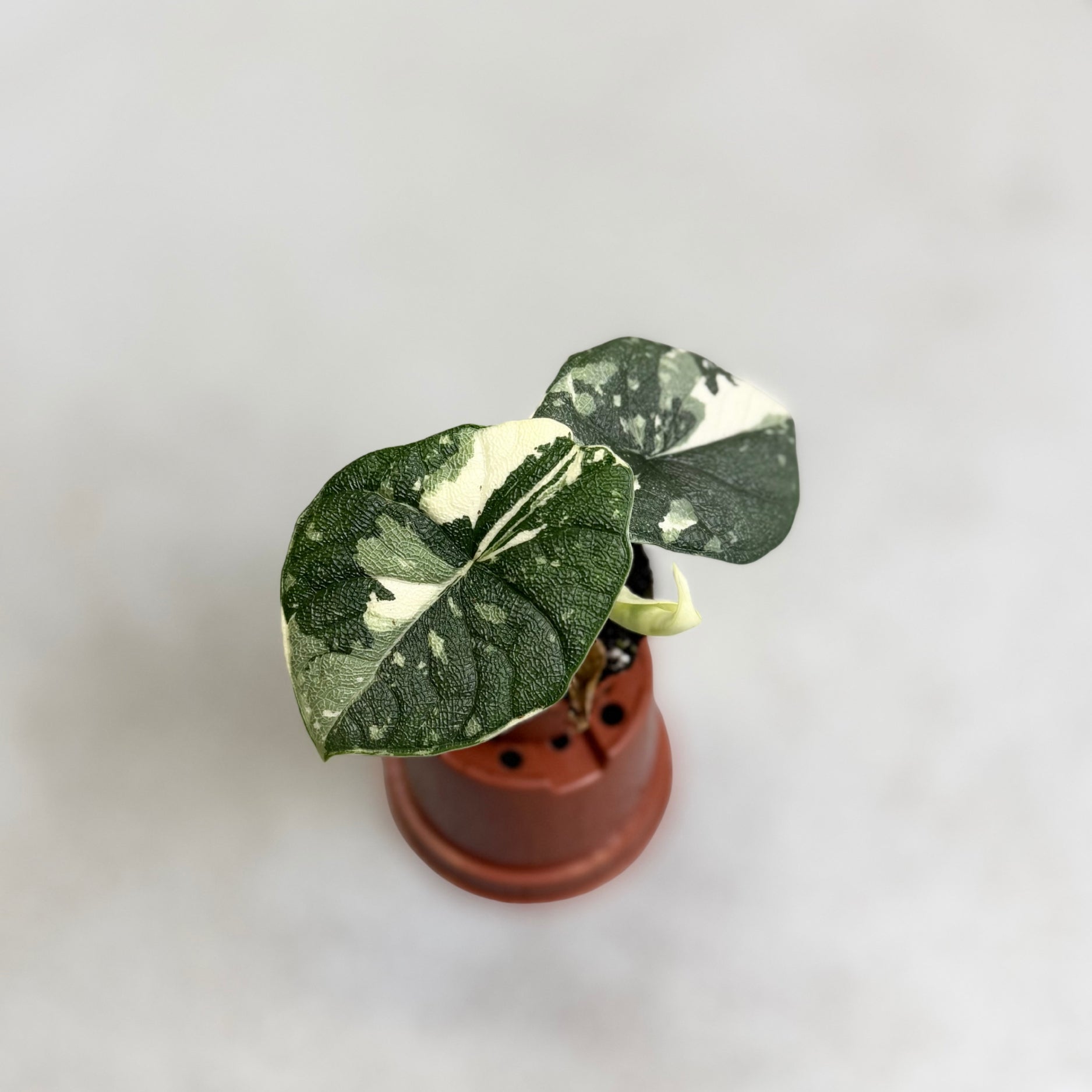 Alocasia_Melo_Albo_Variegata_A