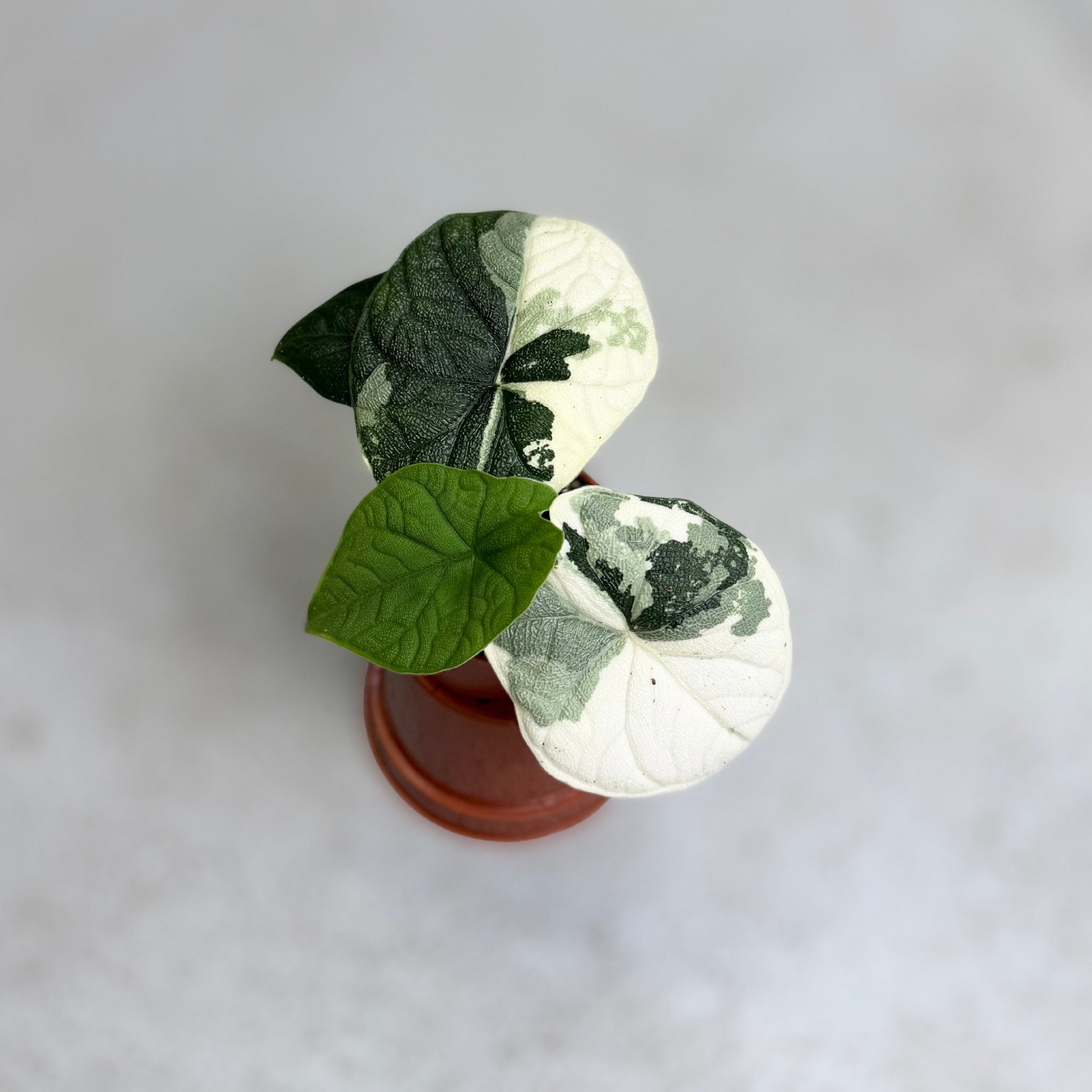 Alocasia_Melo_Albo_Variegata_C
