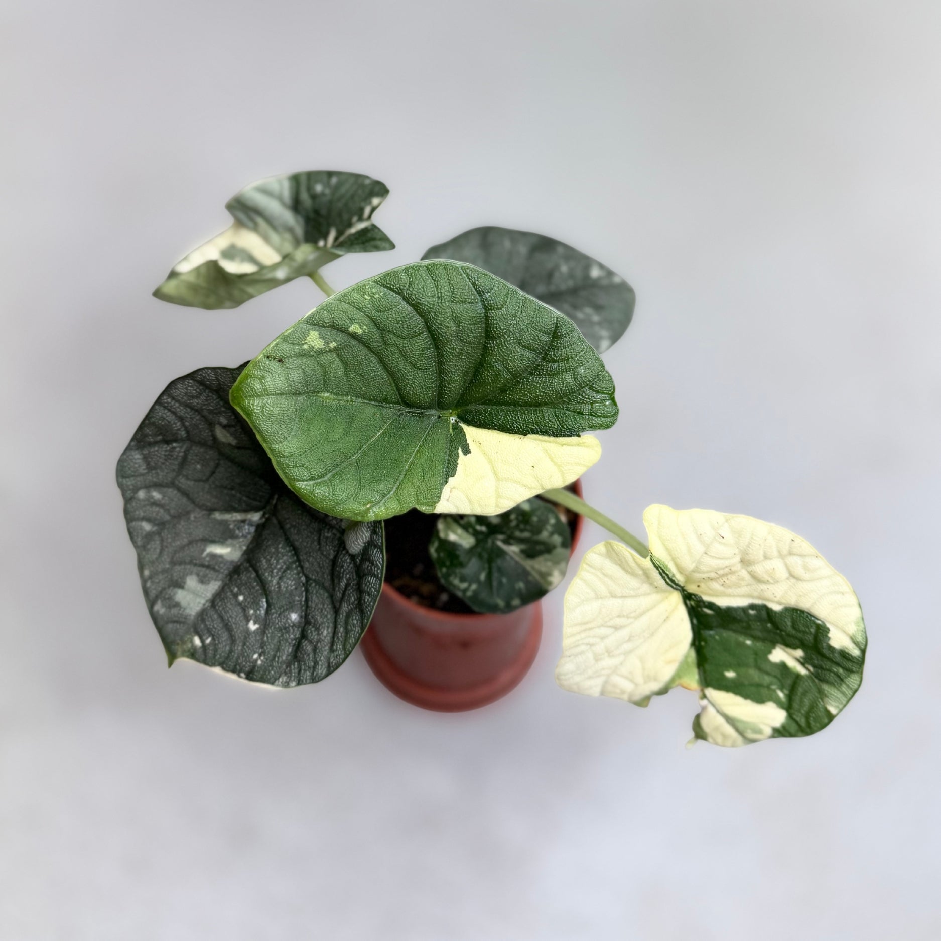 Alocasia_Melo_Albo_Variegata_D