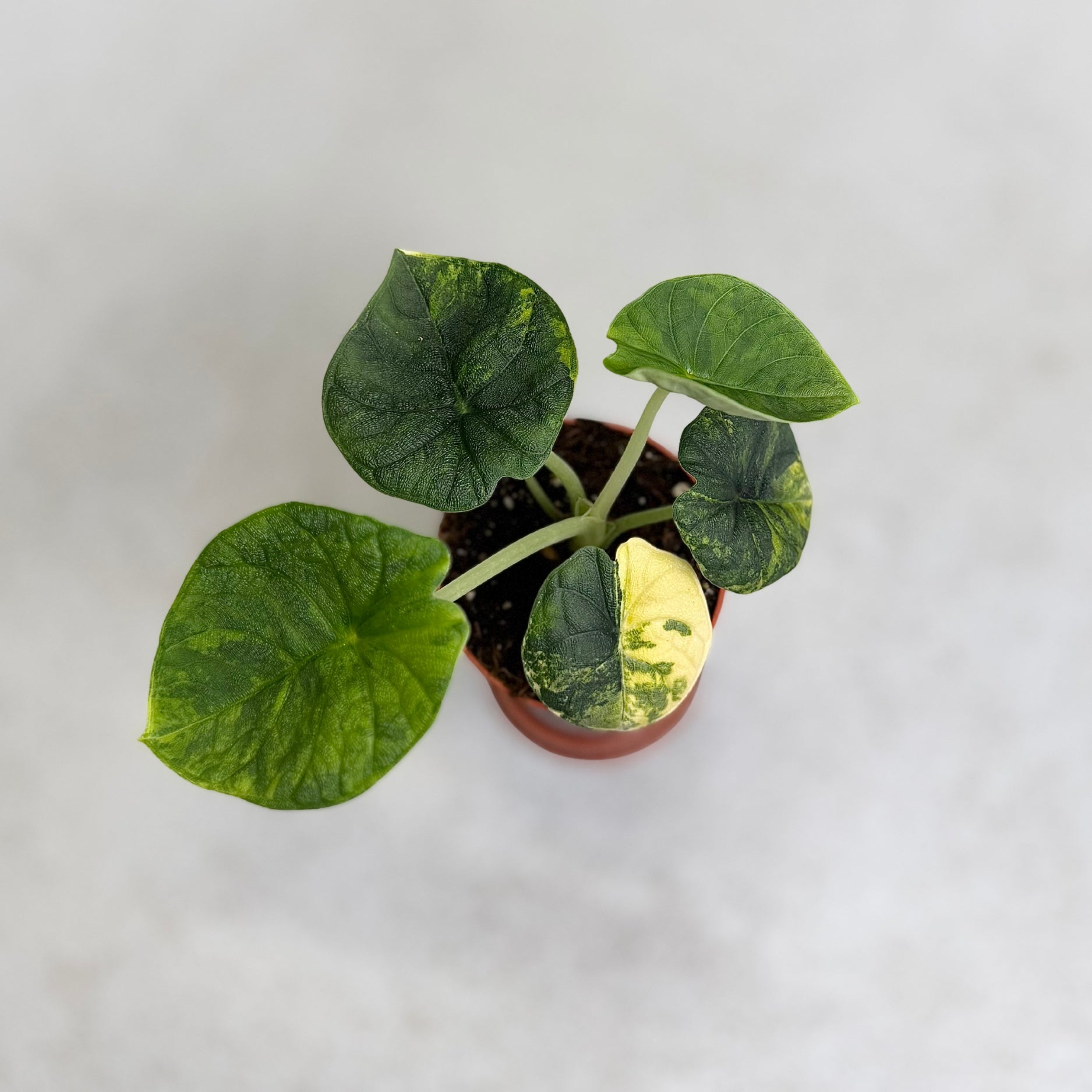 Alocasia Melo Aurea Variegata