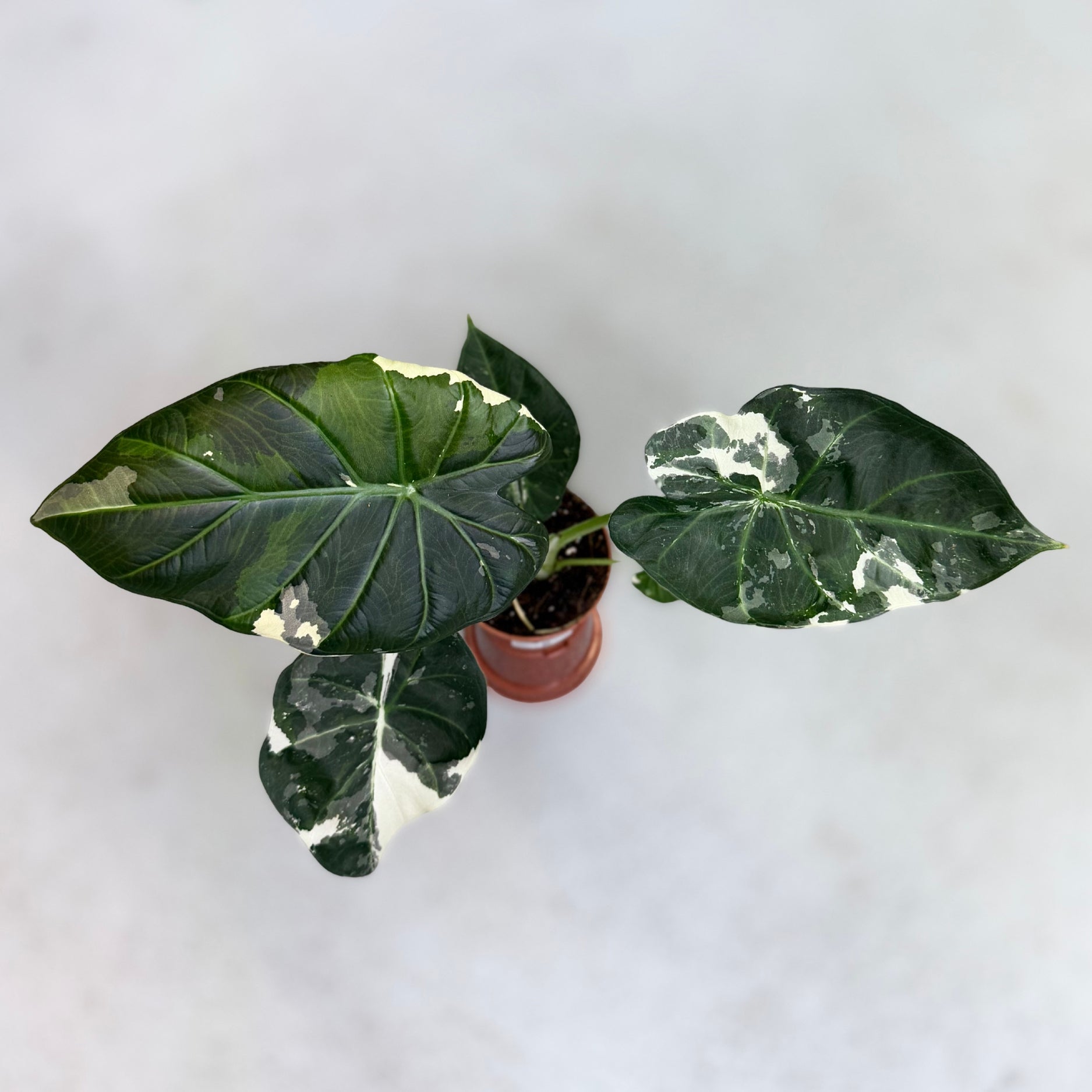 Alocasia Regal Shield Albo Variegata