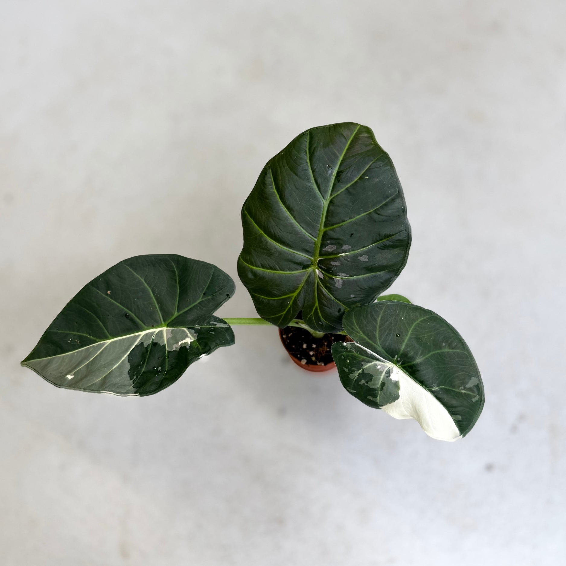 Alocasia_Regal_Shield_Albo_Var