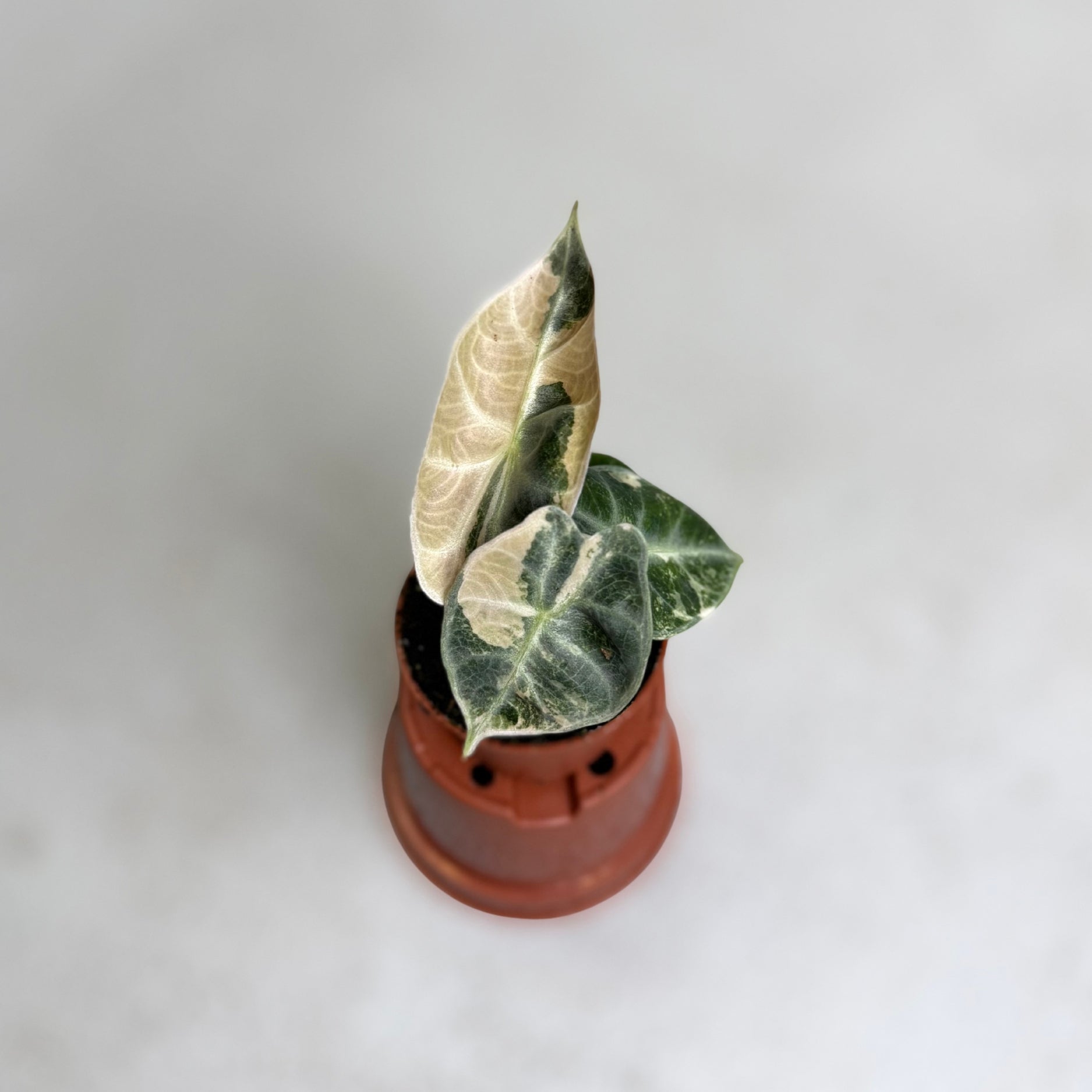 Alocasia Watsoniana Type Glossy Variegata