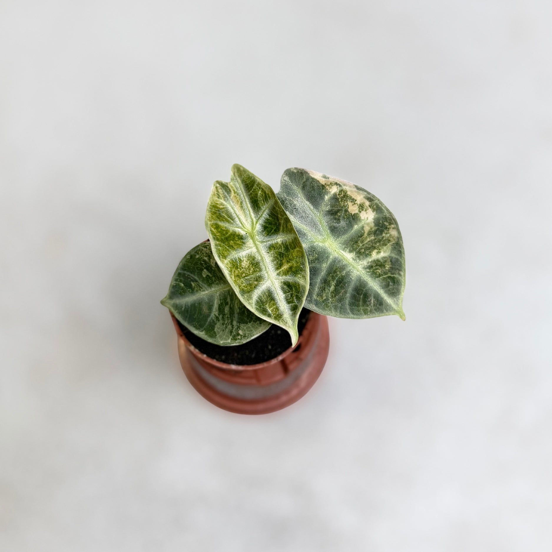 Alocasia Watsoniana Type Glossy Variegata