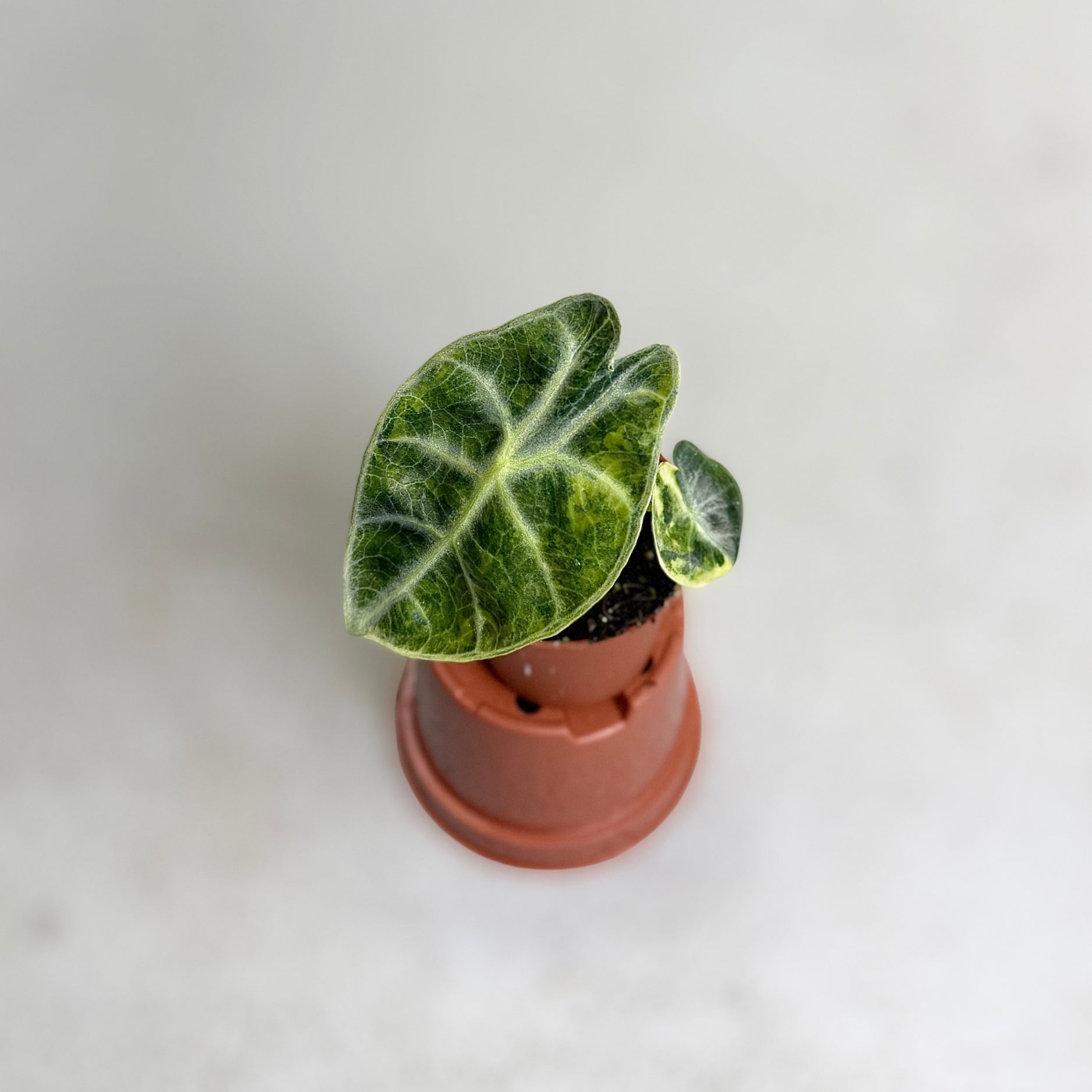 Alocasia Watsoniana Type Glossy Variegata
