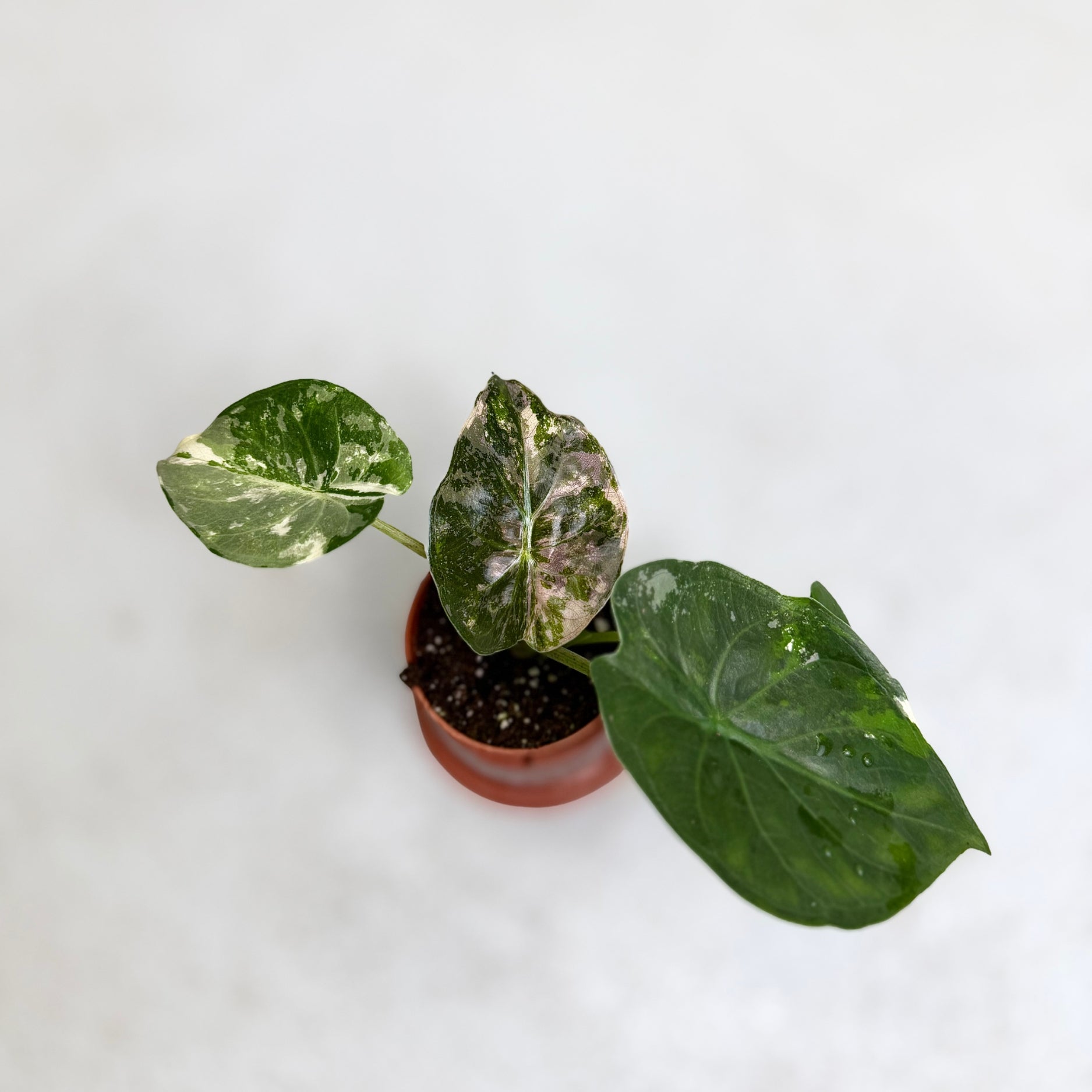 Alocasia Wentii Pink Albo Variegata