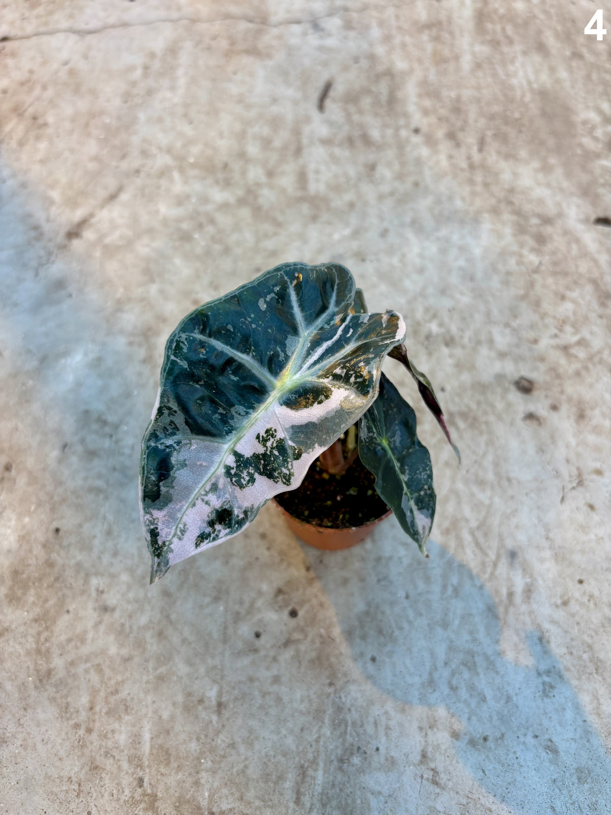 Alocasia Amazonica Pink WW