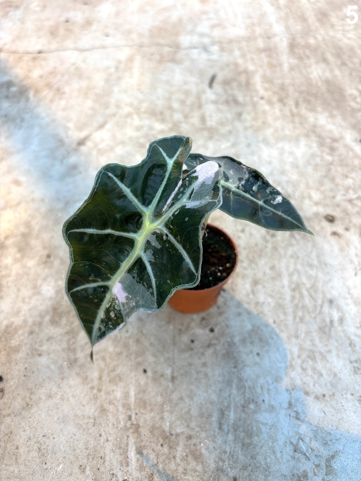 Alocasia Amazonica Pink WW
