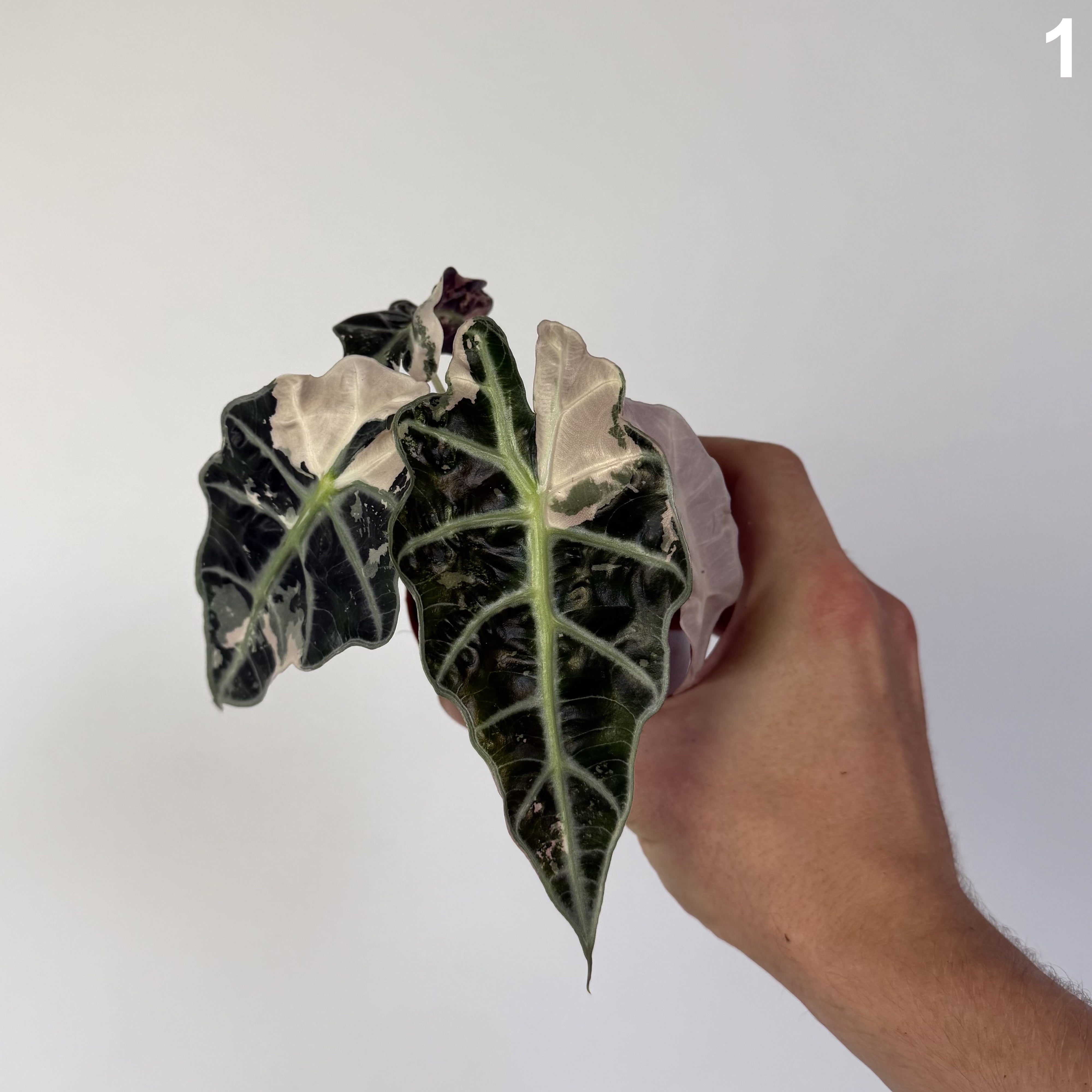 Alocasia Amazonica Pink WW