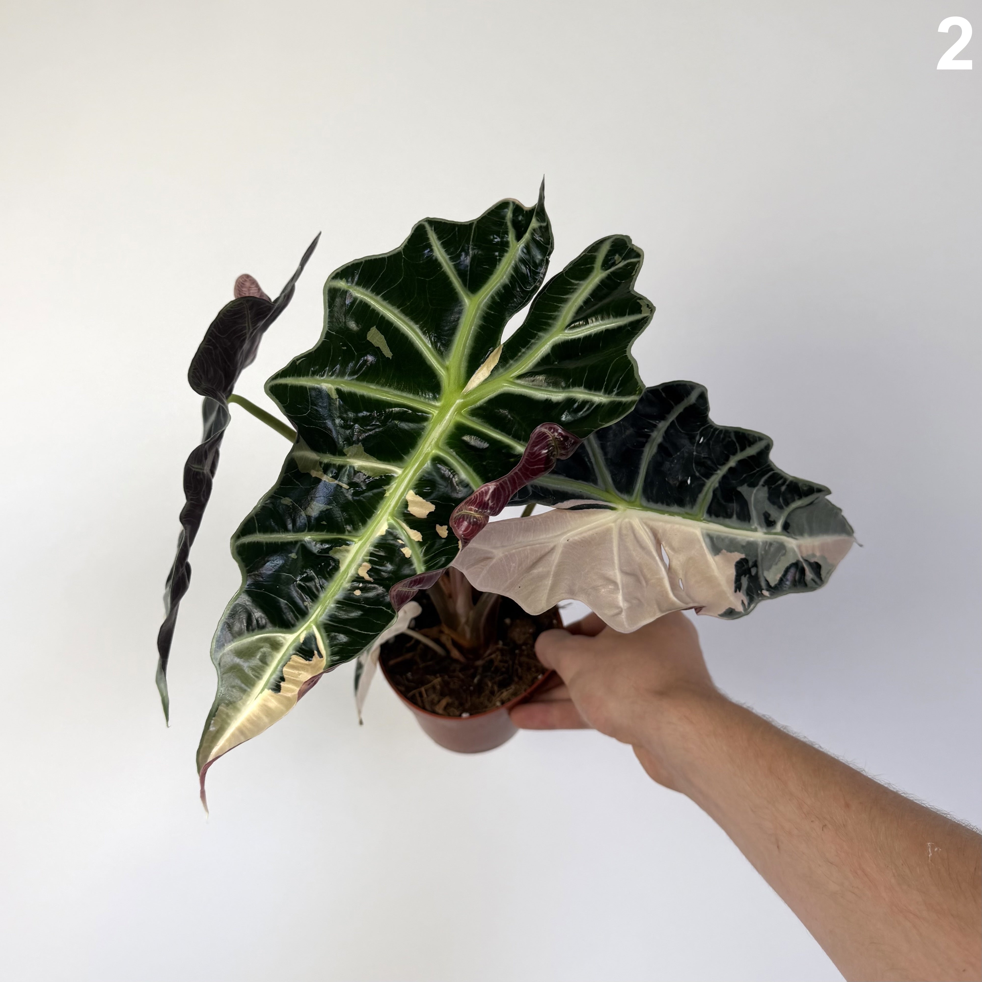 Alocasia Amazonica Pink WW