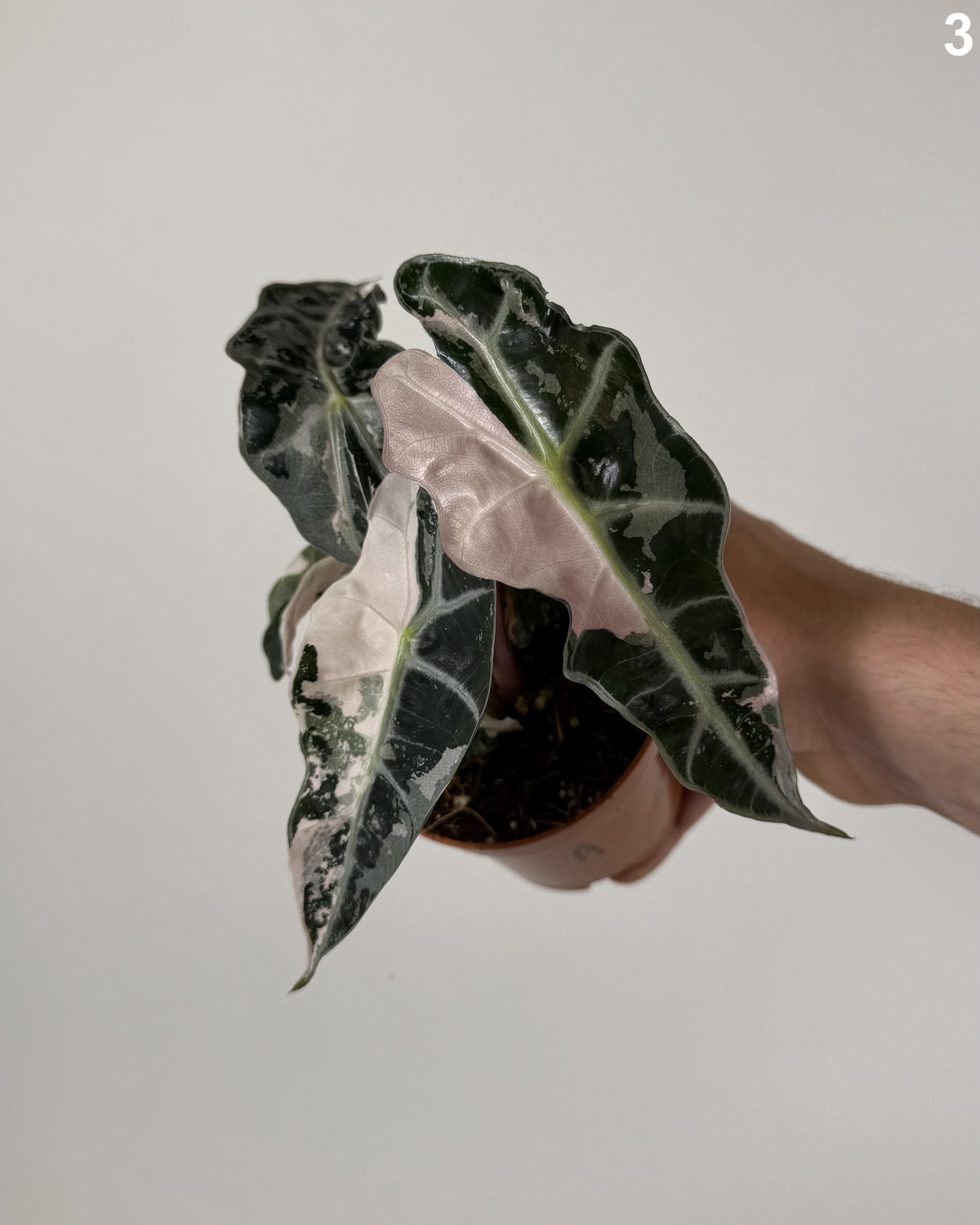 Alocasia Amazonica Pink