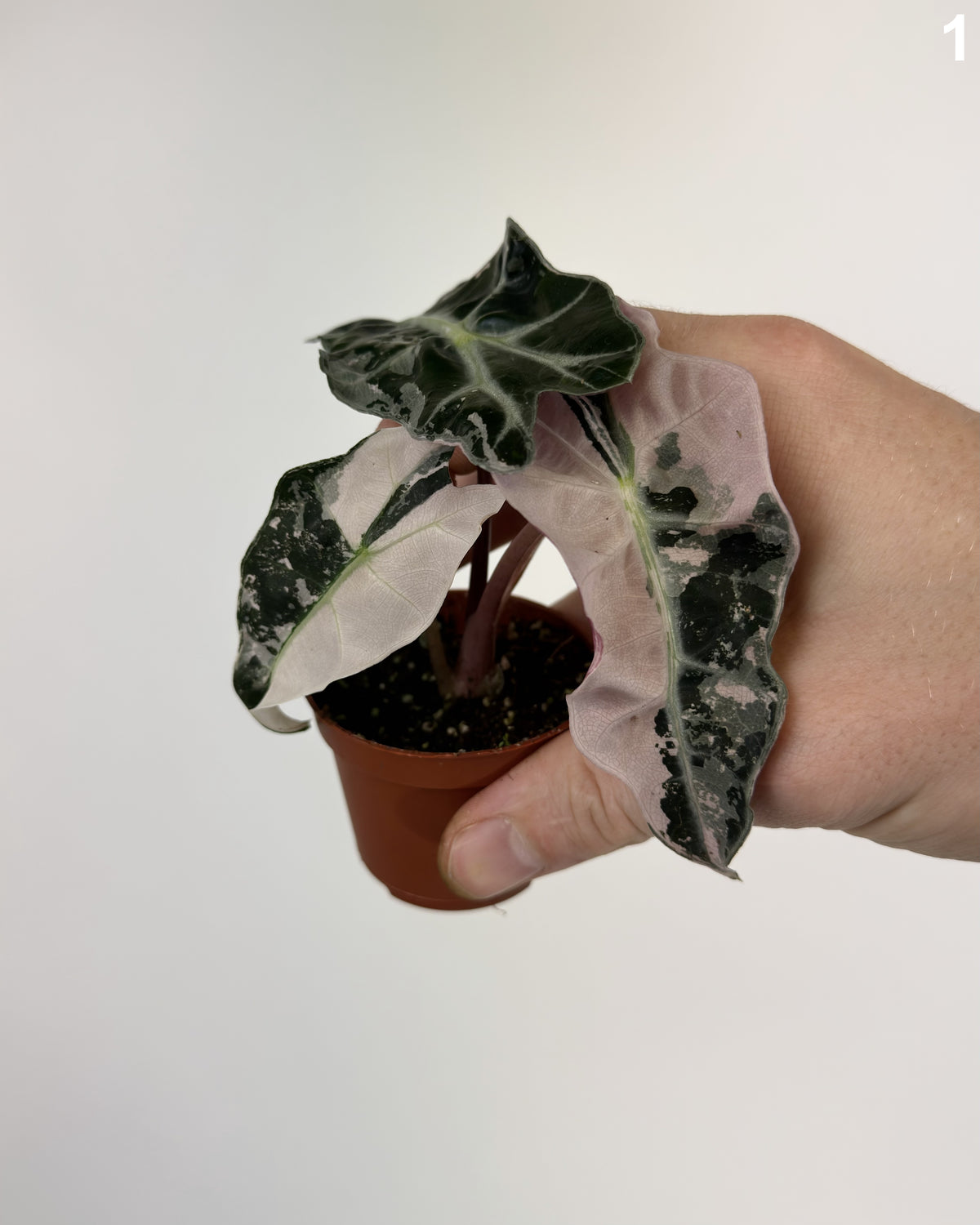 Alocasia Amazonica Pink WW