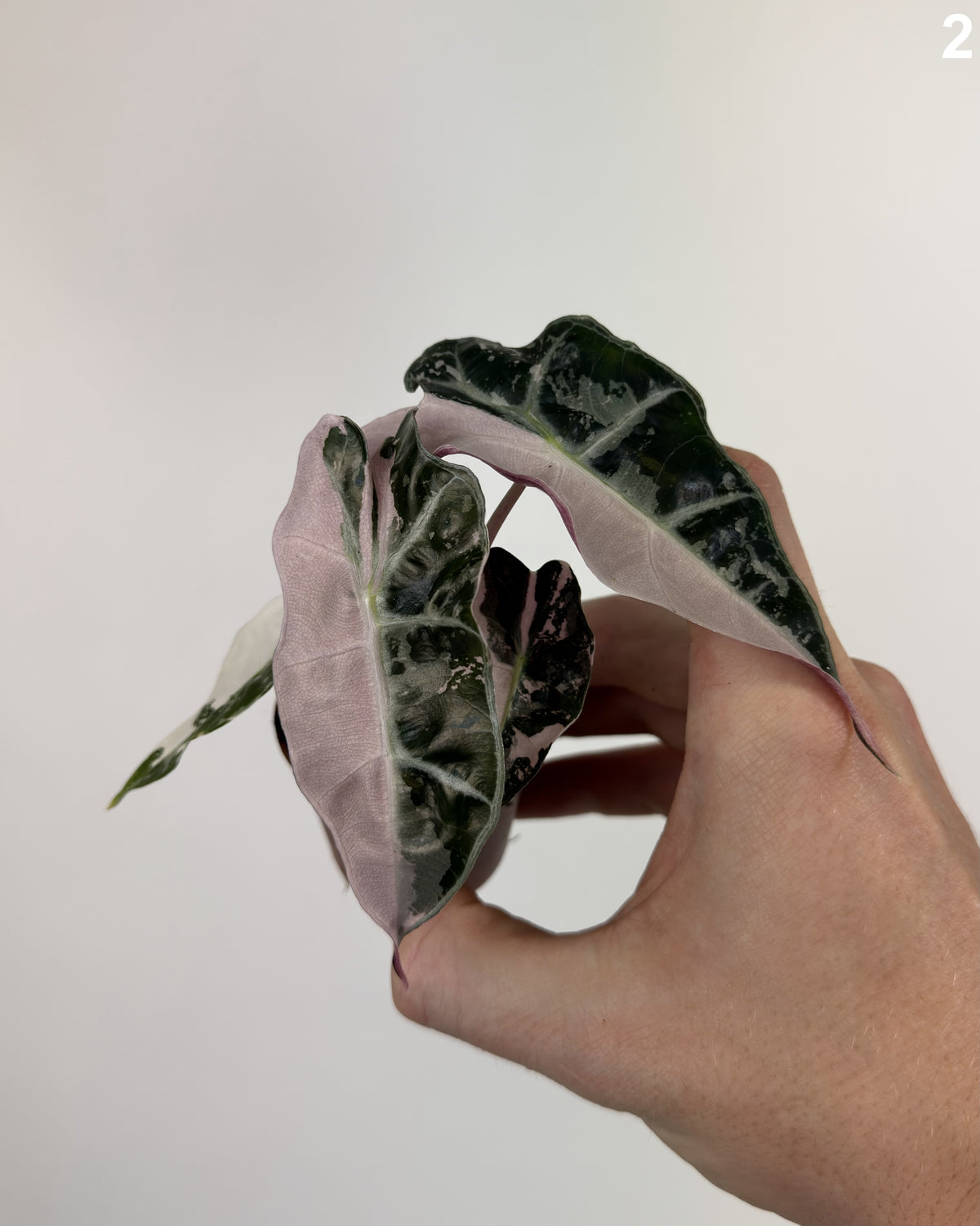 Alocasia Amazonica Pink WW
