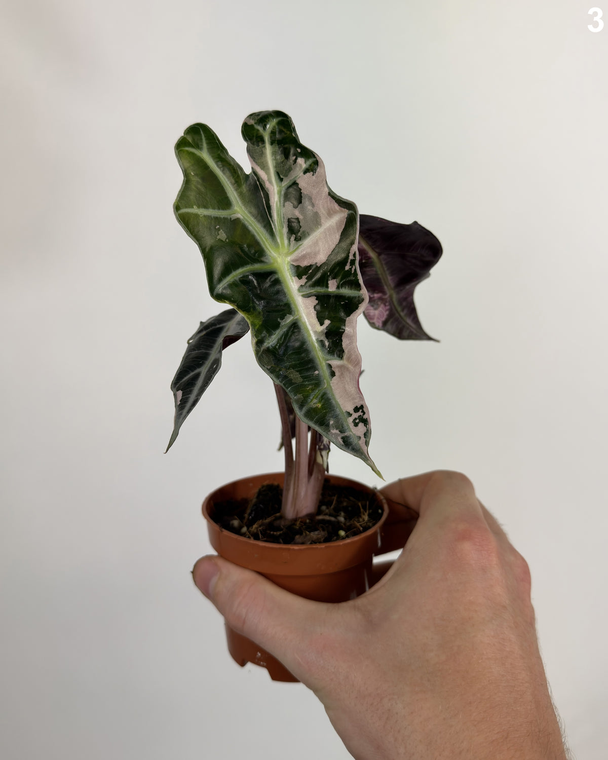 Alocasia Amazonica Pink WW