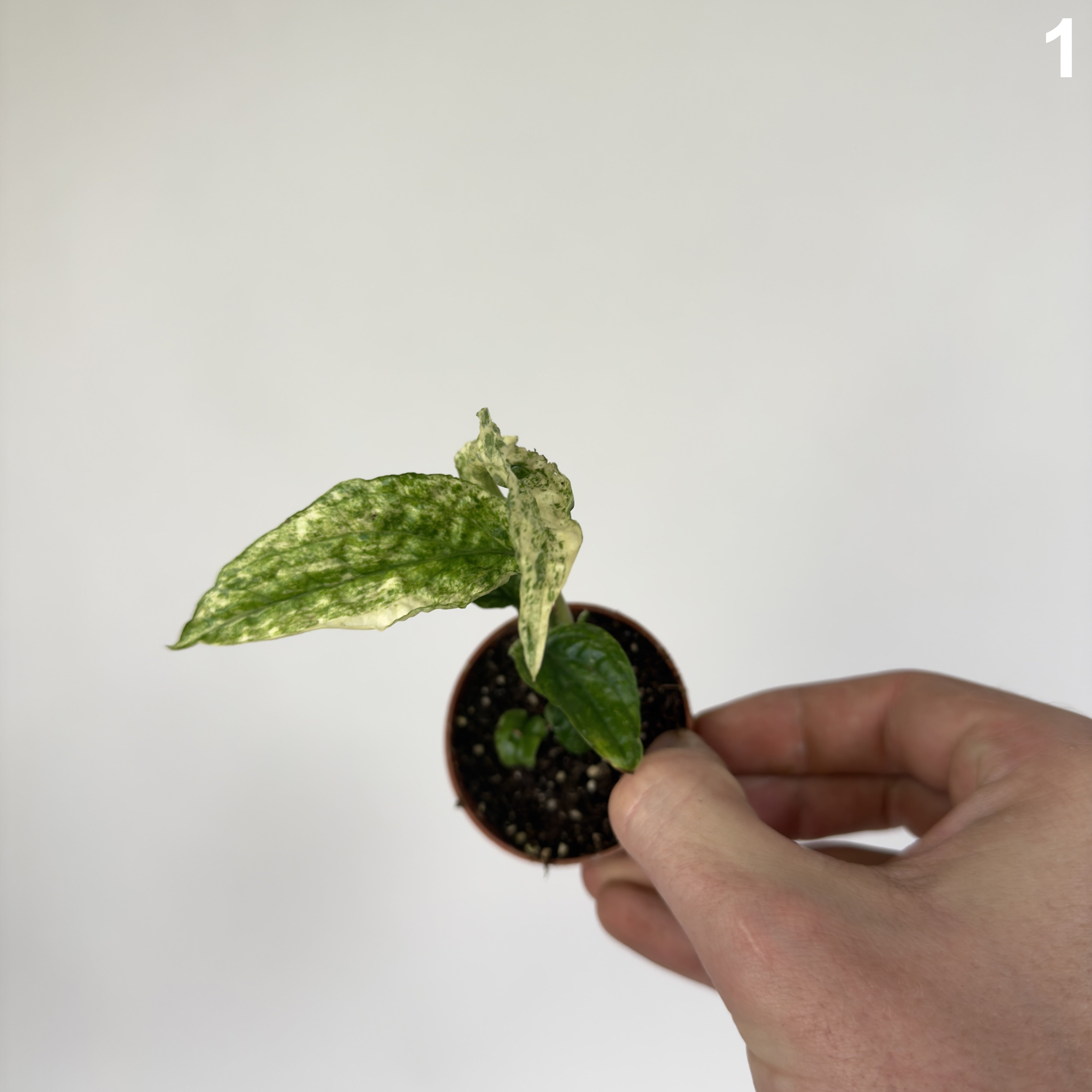 Amydrium Medium Variegata WW