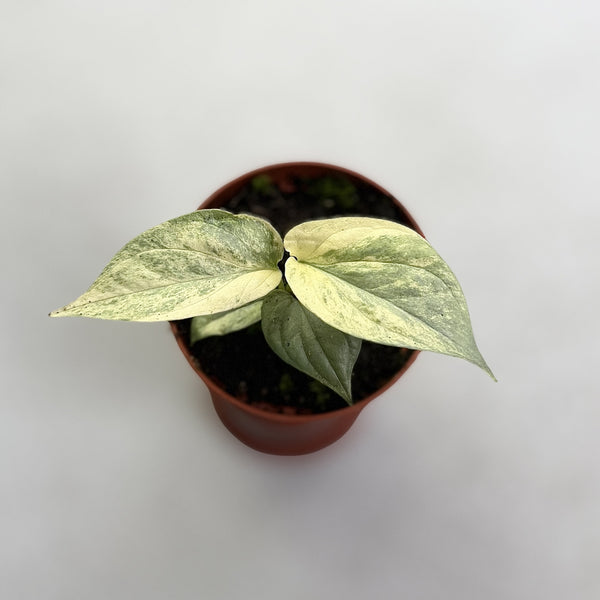 Amydrium Medium Silver Variegata