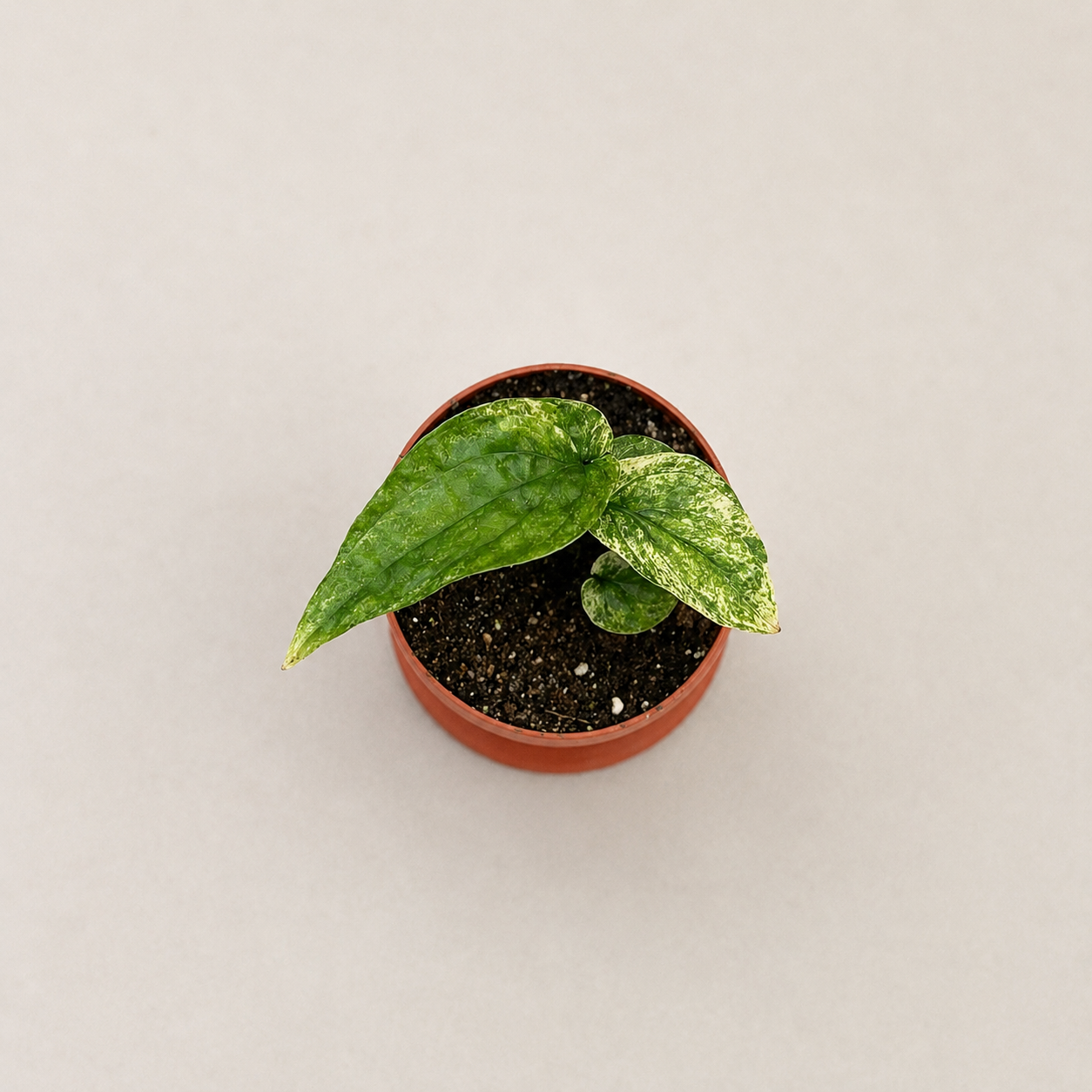Amydrium Medium Variegata by Downtown Plant Club