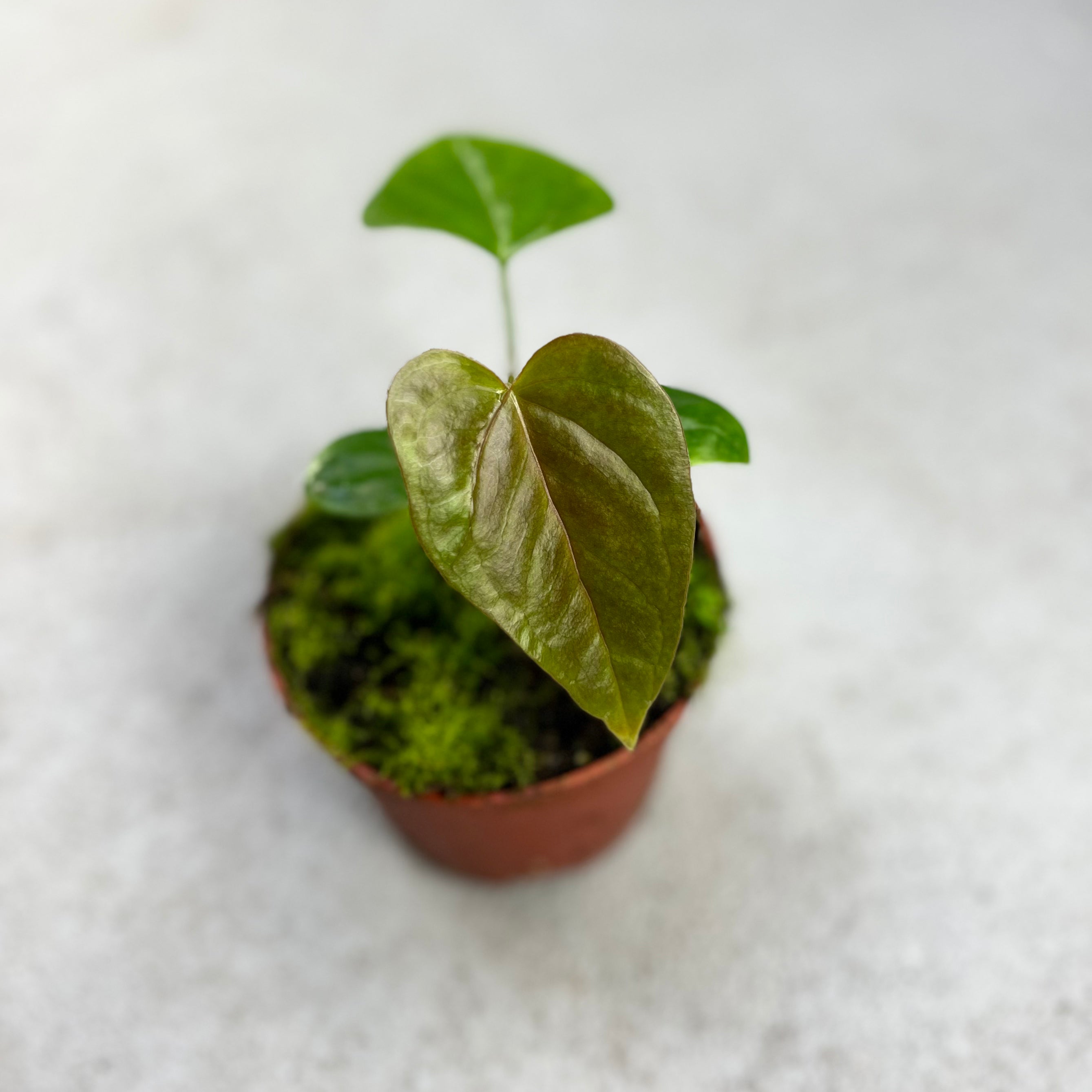 Anthurium Chamberlainii - Downtown Plant Club