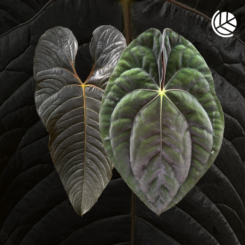 Anthurium-Chamberlainii-X-Papillilaminum-Motherplant-Downtownplantclub
