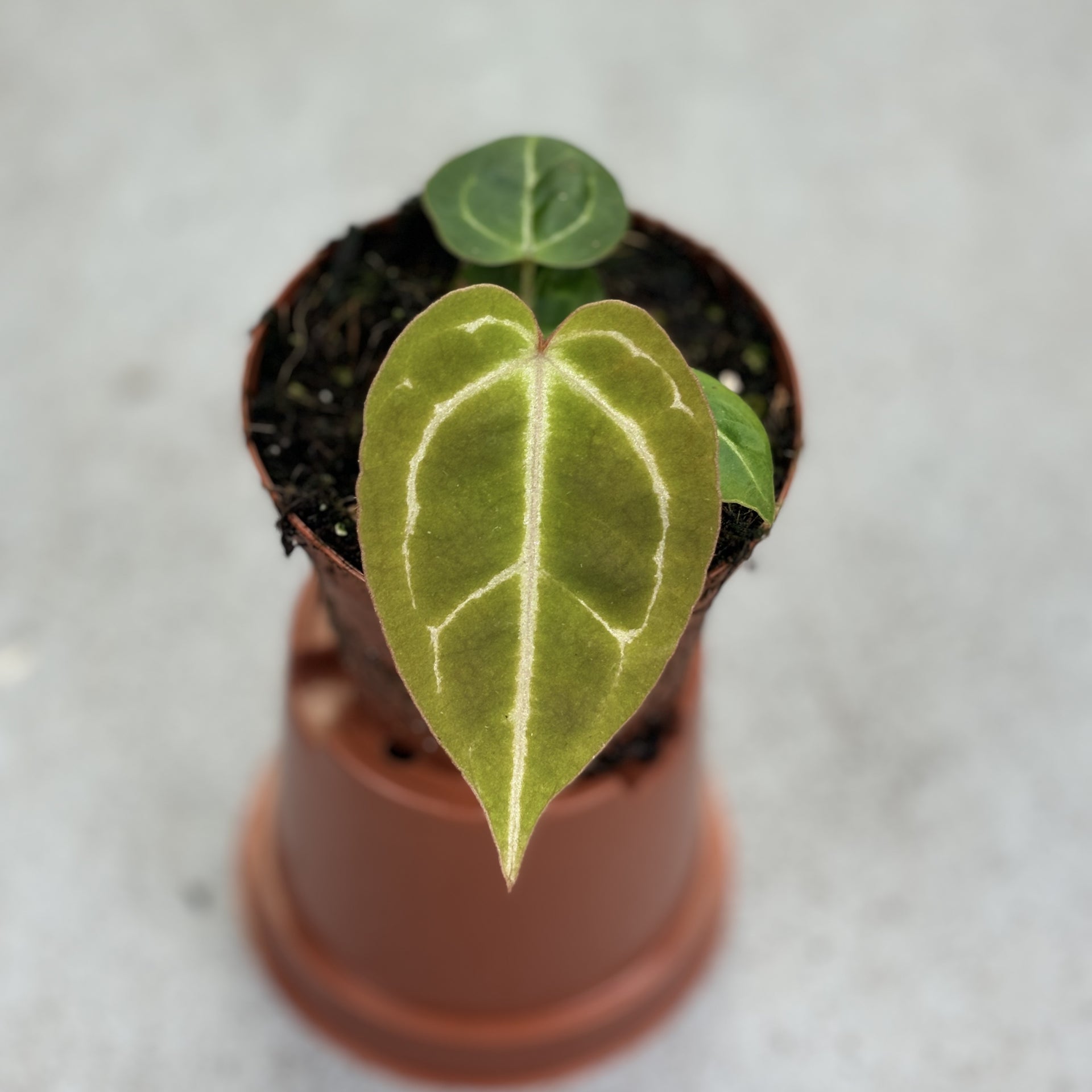 1-2_1_512x512.jpg?v=1720130118