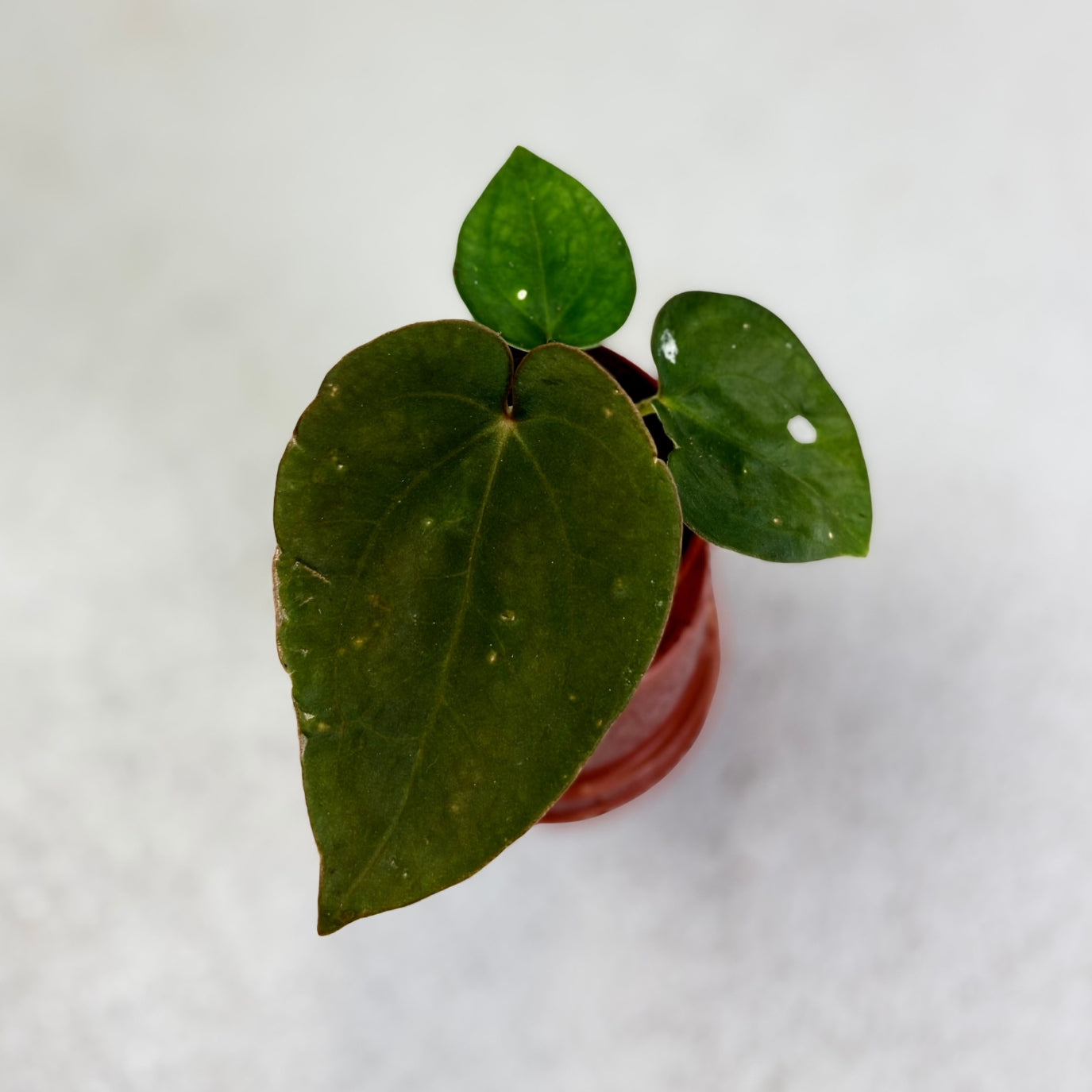 Anthurium Dressleri - Downtown Plant Club