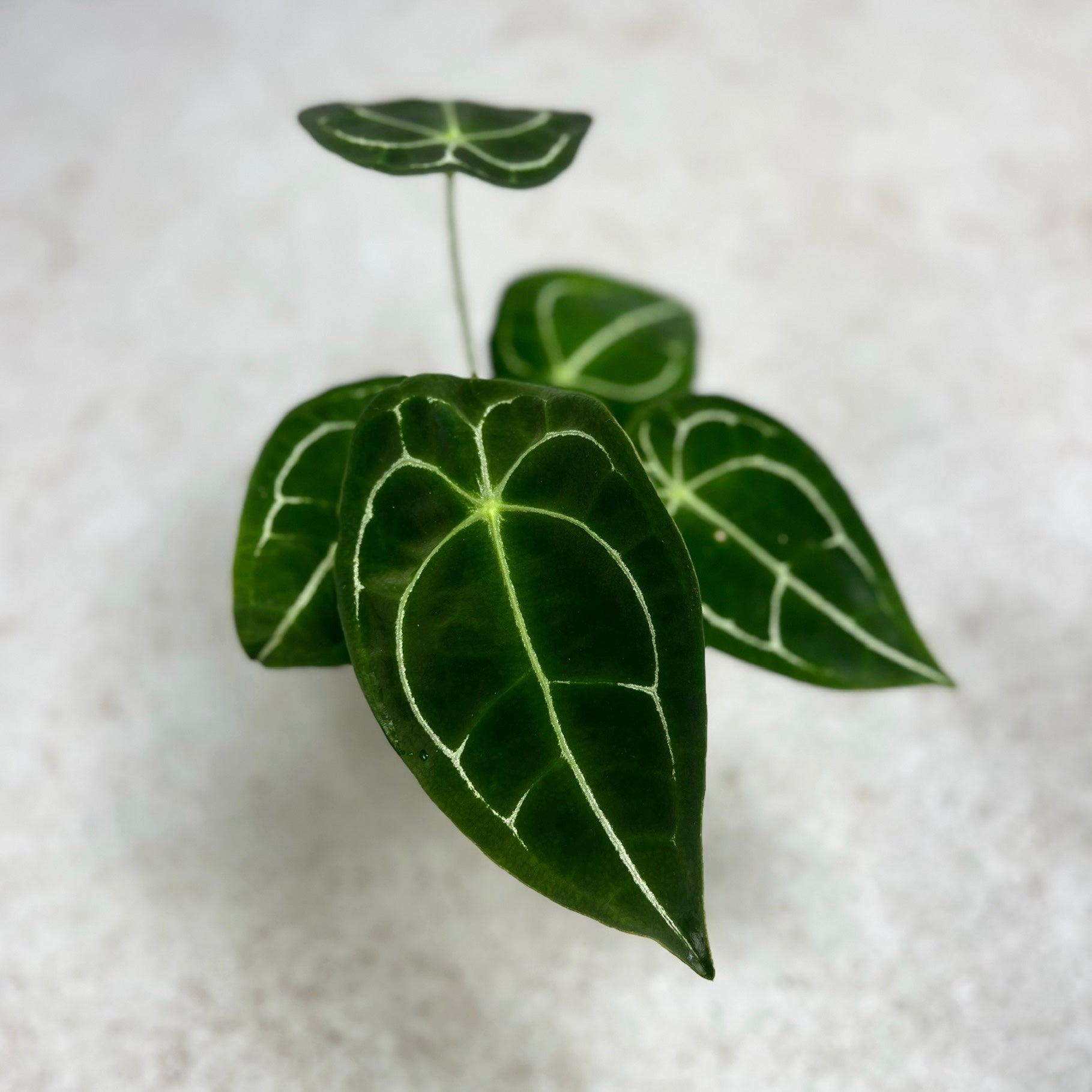 Anthurium Forgetii Silver - Downtown Plant Club