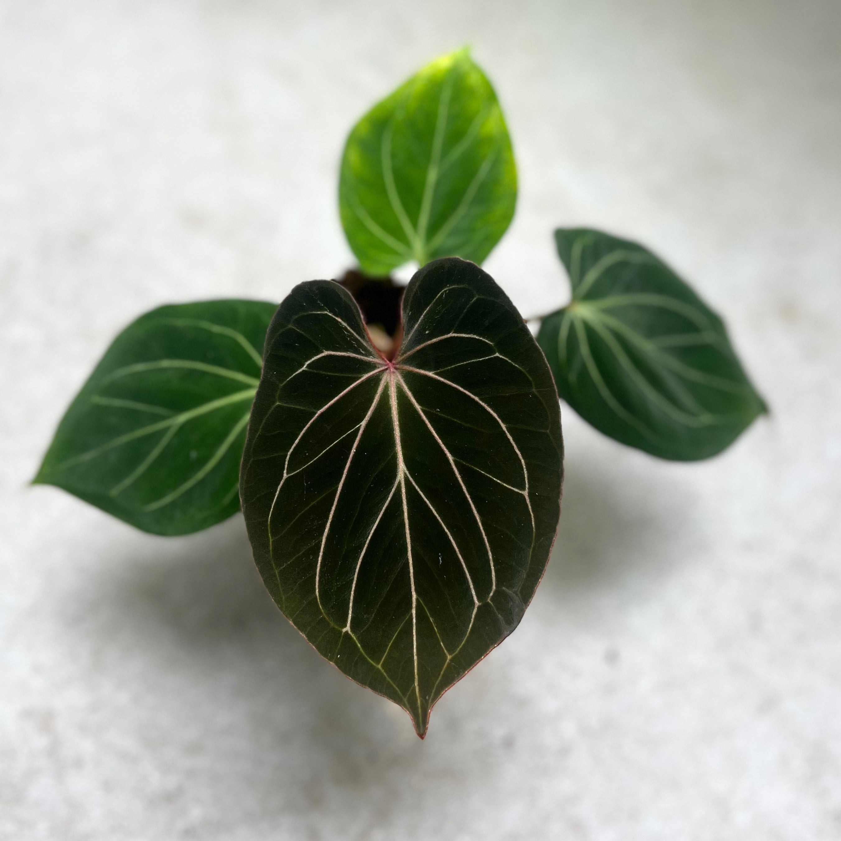 Anthurium King of Spades HU - Downtown Plant Club