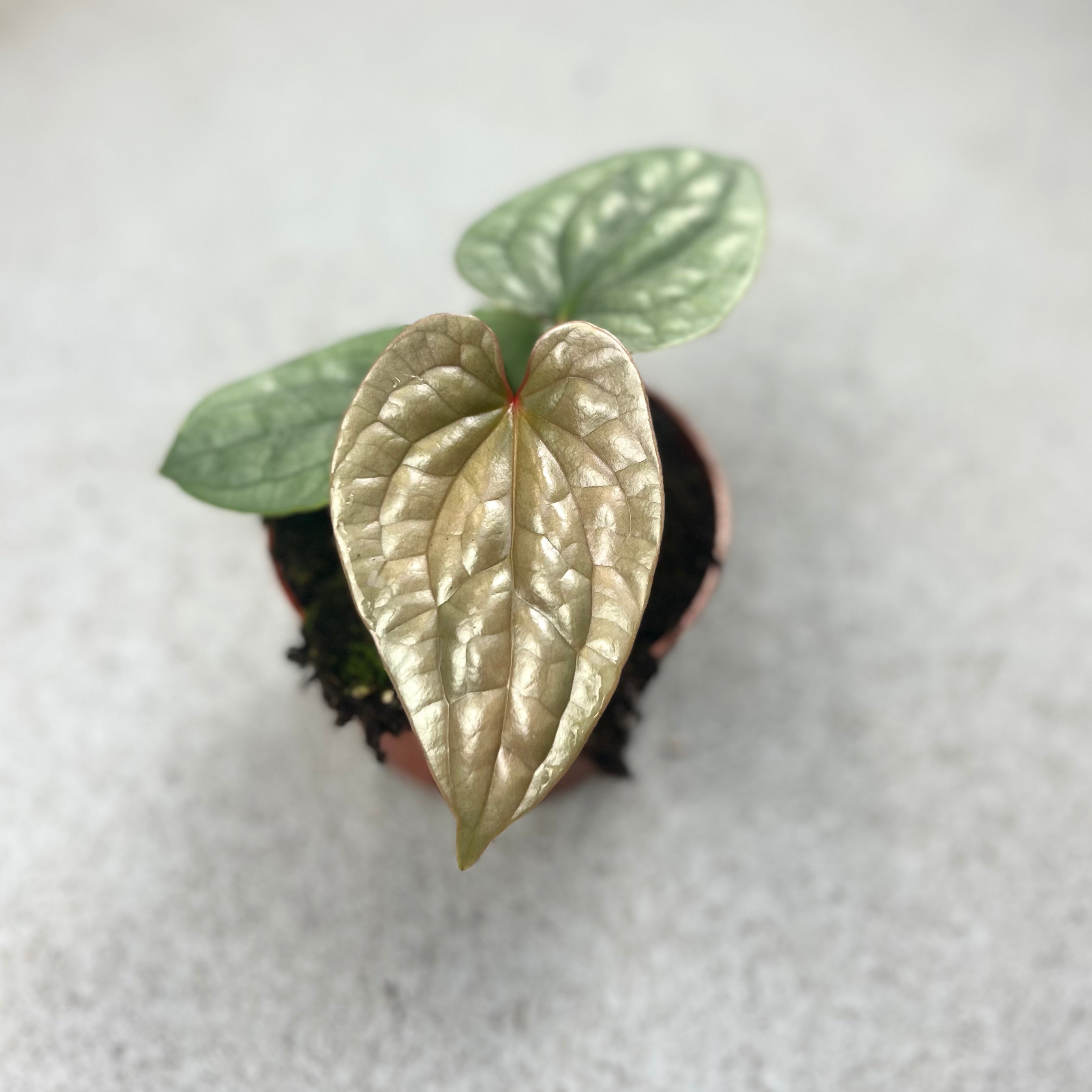 Anthurium Luxurians - Downtown Plant Club
