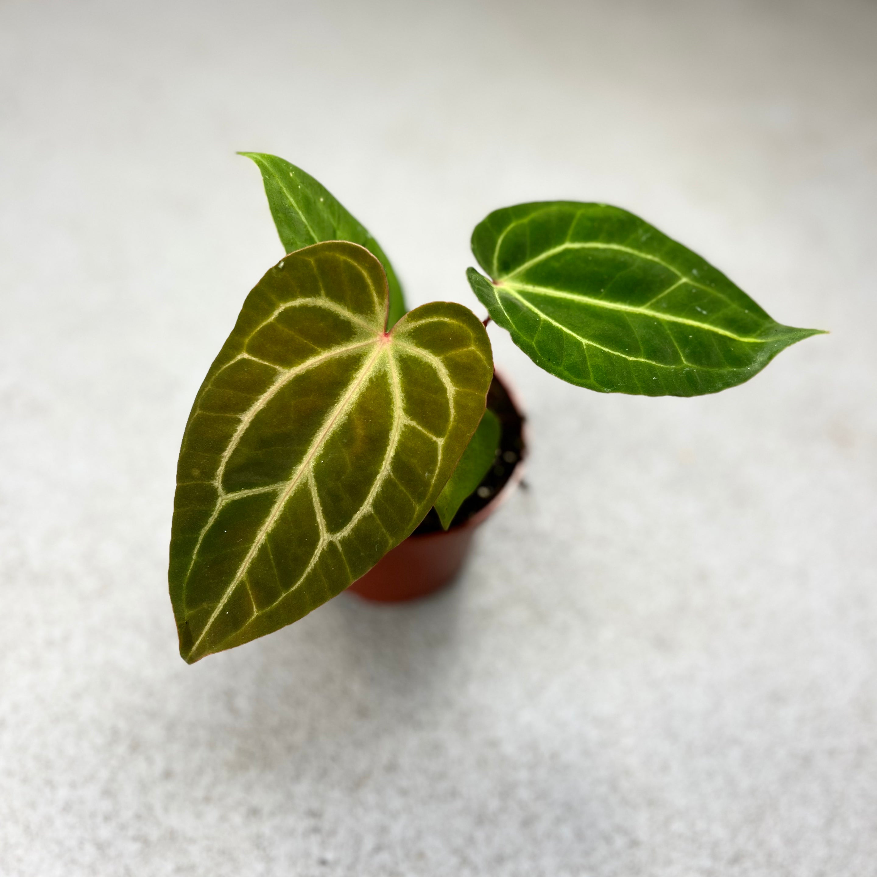 Anthurium Magnificum X Besseae Aff - Downtown Plant Club