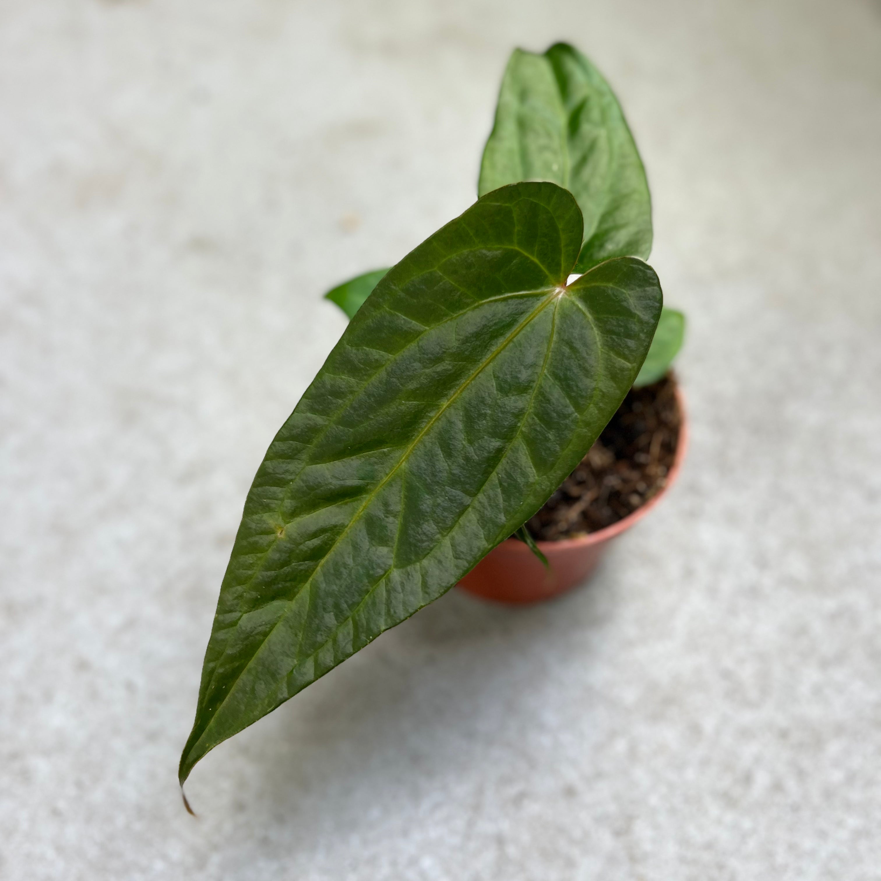 Anthurium Magnificum X Nigrolaminum Gigi - Downtown Plant Club