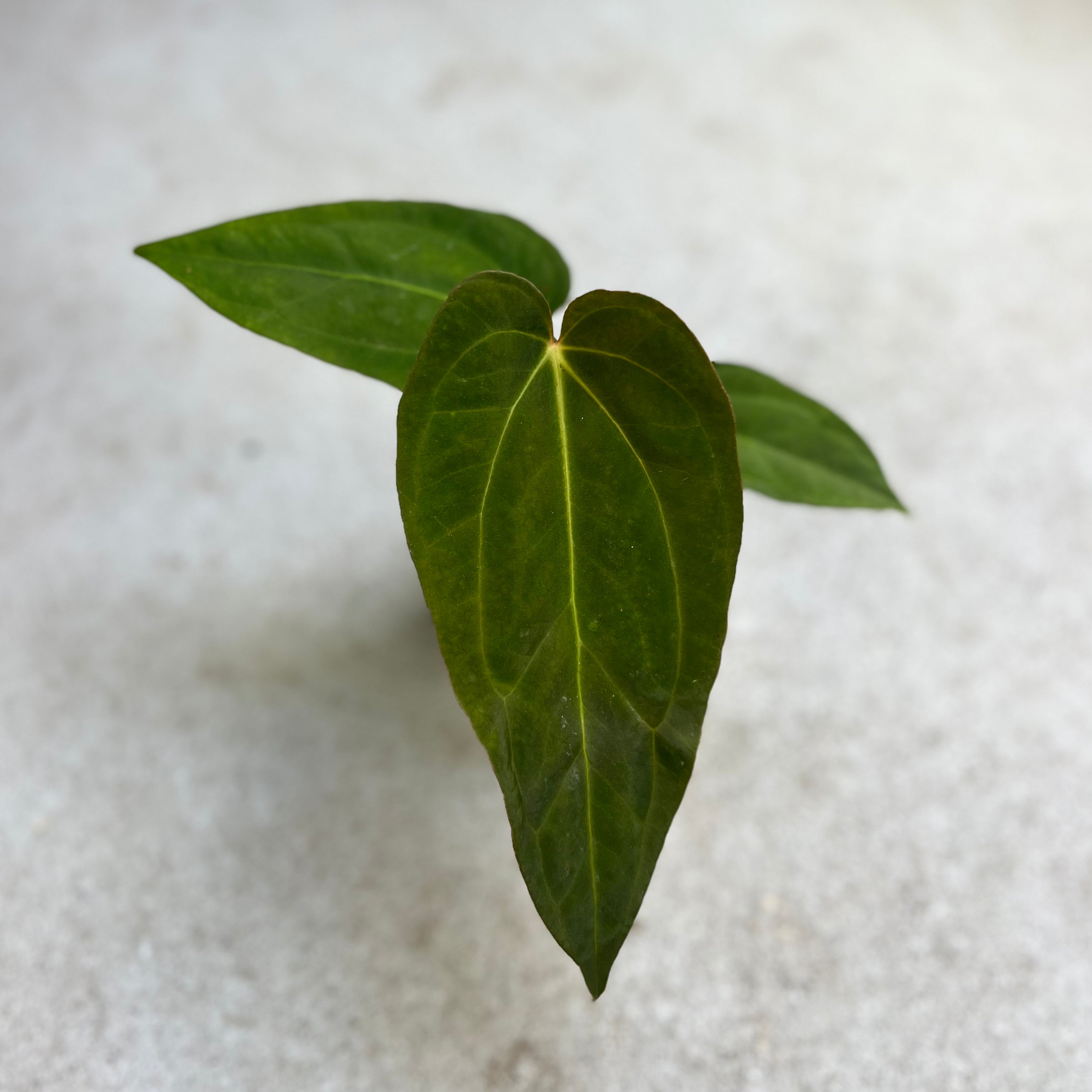 Anthurium Magnificum X Papillilaminum – Downtown Plant Club