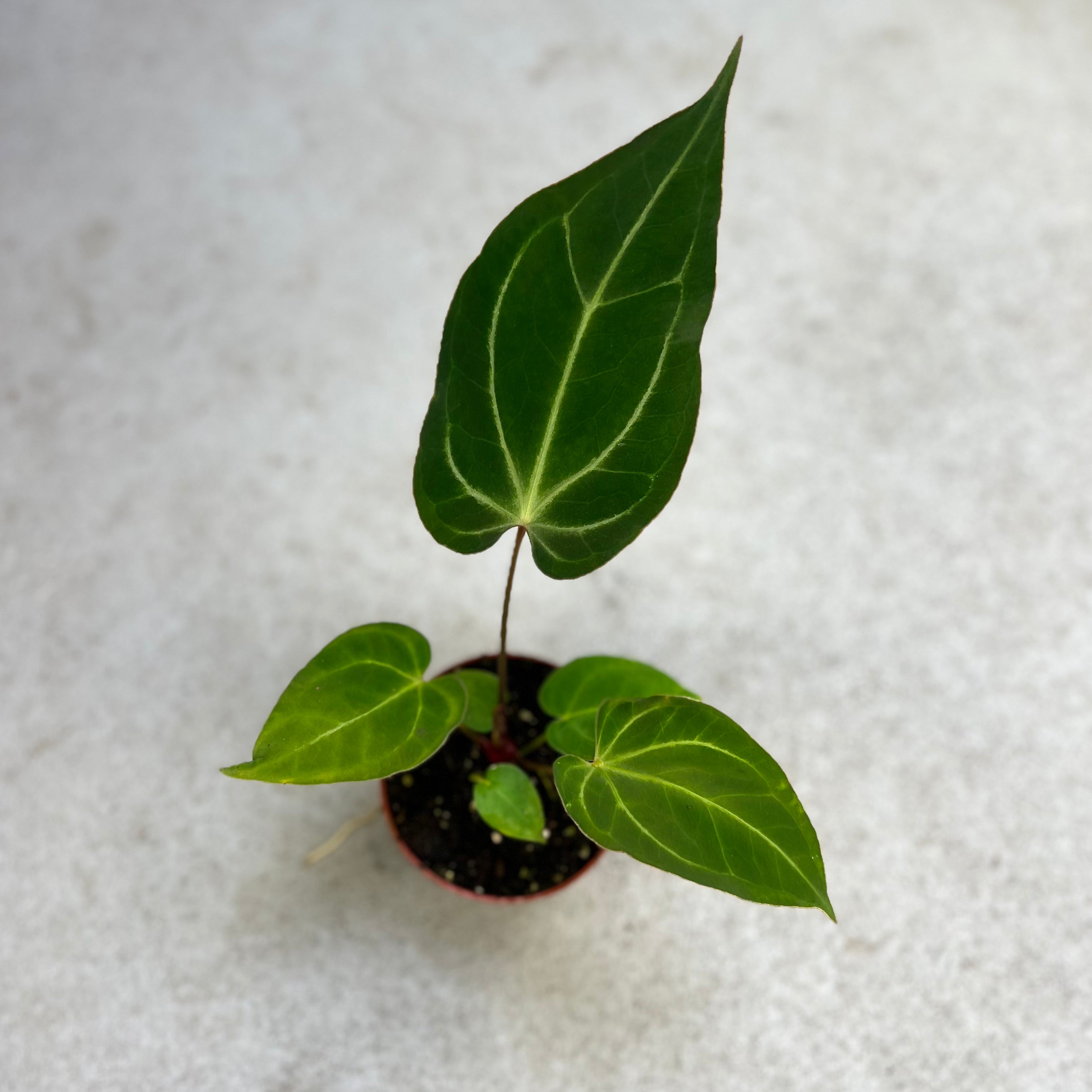 Anthurium Magnificum X Papillilaminum X - Downtown Plant Club