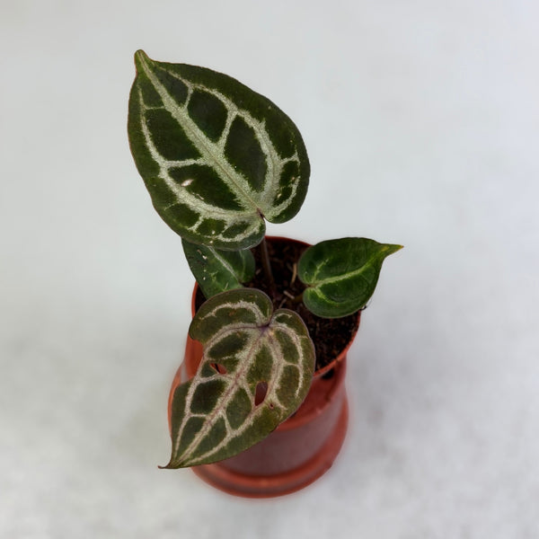 るい Anthurium'Michelle'2株 るい Anthurium'Michelle'2株 るい Anthurium'Michelle'2株 るい