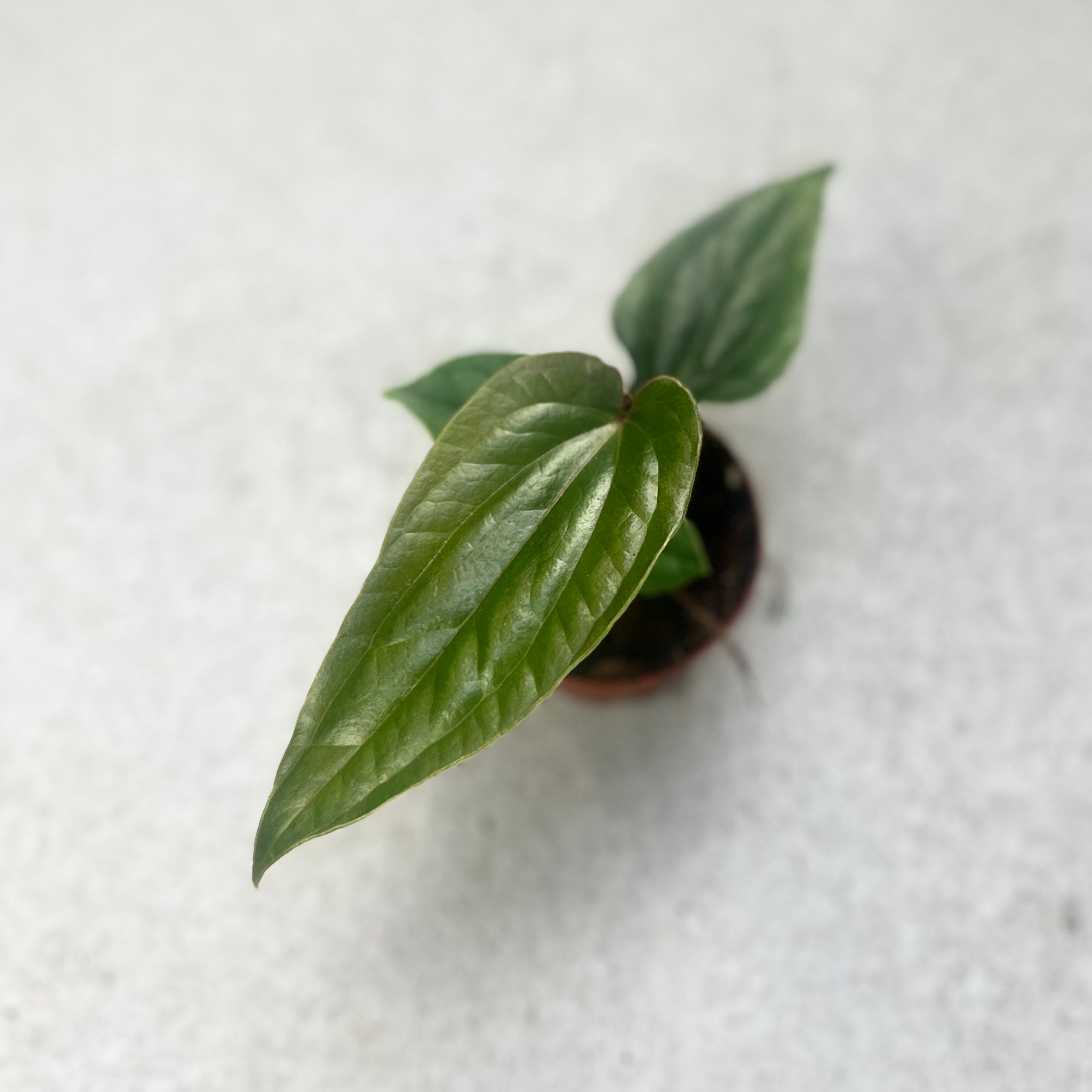 Anthurium Nigrolaminum Gigi X Luxurians - Downtown Plant Club
