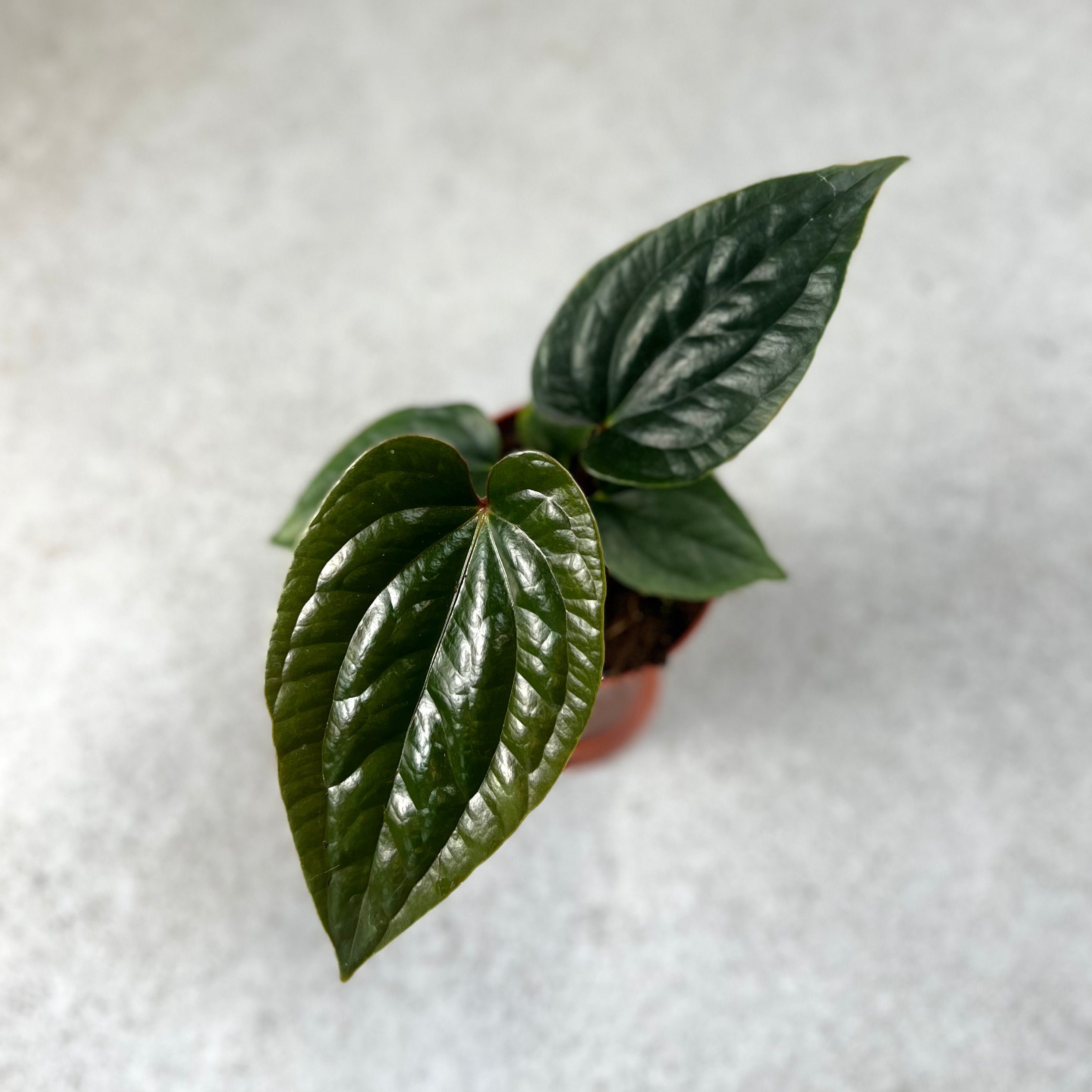 Anthurium Nigrolaminum Gigi X Luxurians