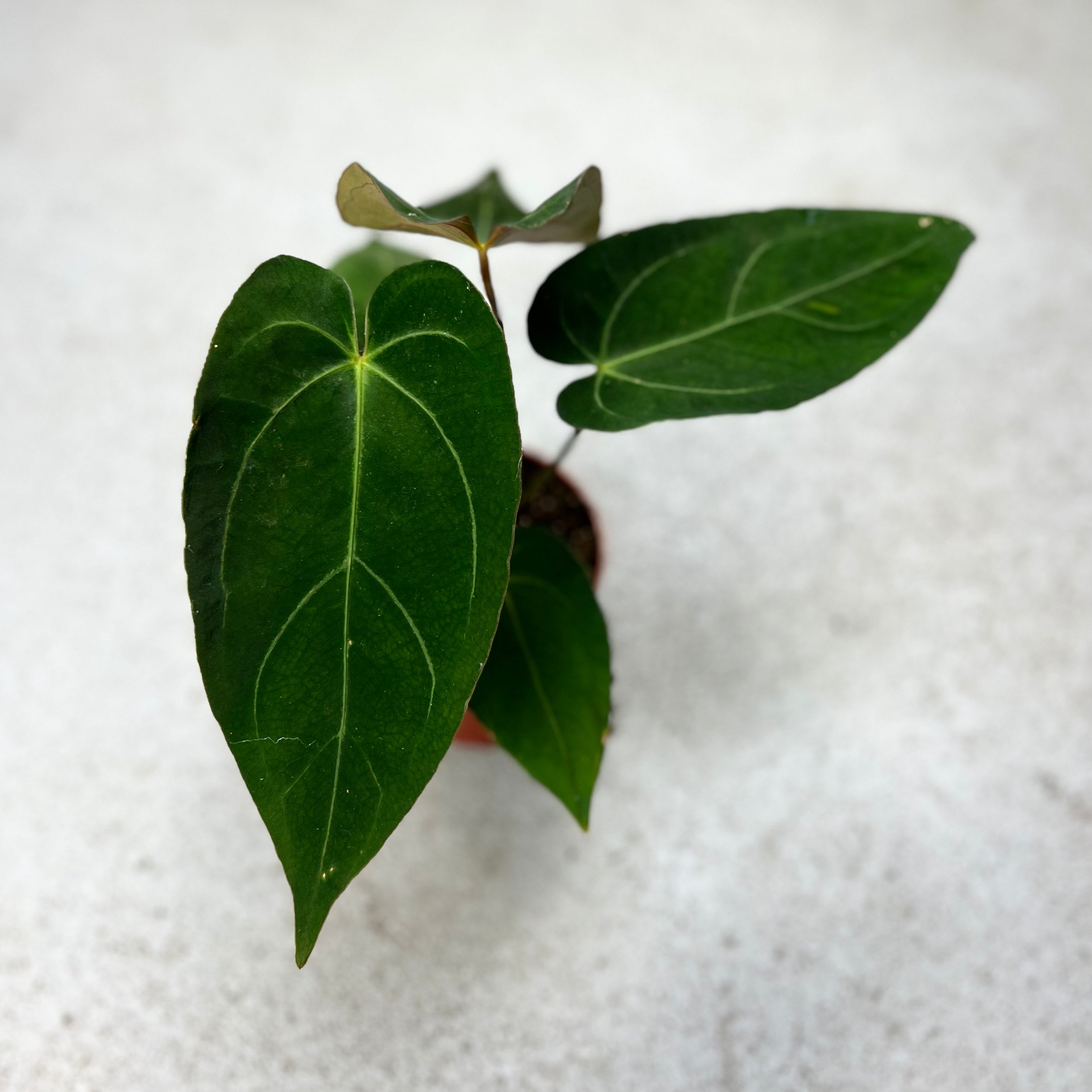 Anthurium Noid X Papillilaminum - Downtown Plant Club