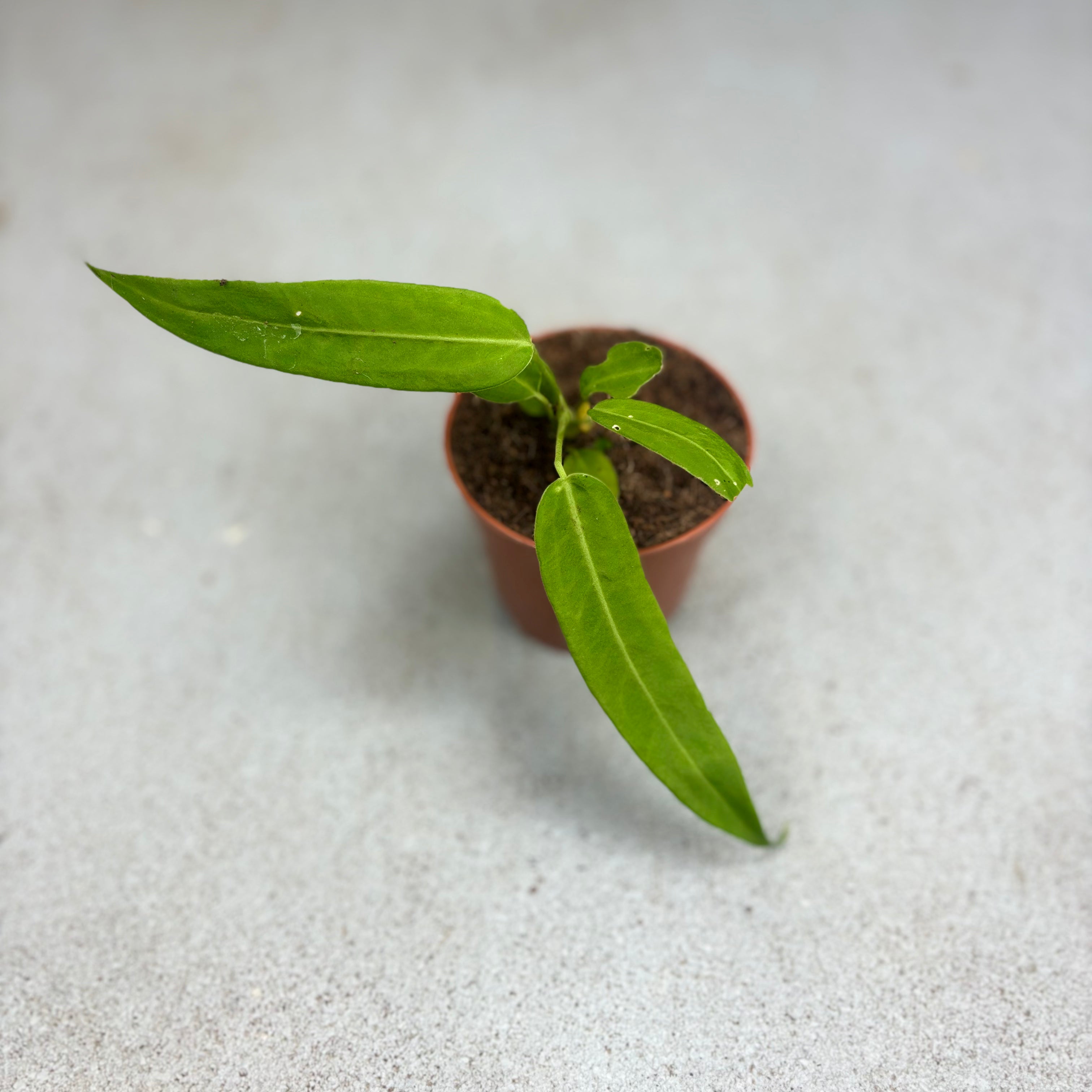 Anthurium-Pallidiflorum-Baby-Downtownplantclub