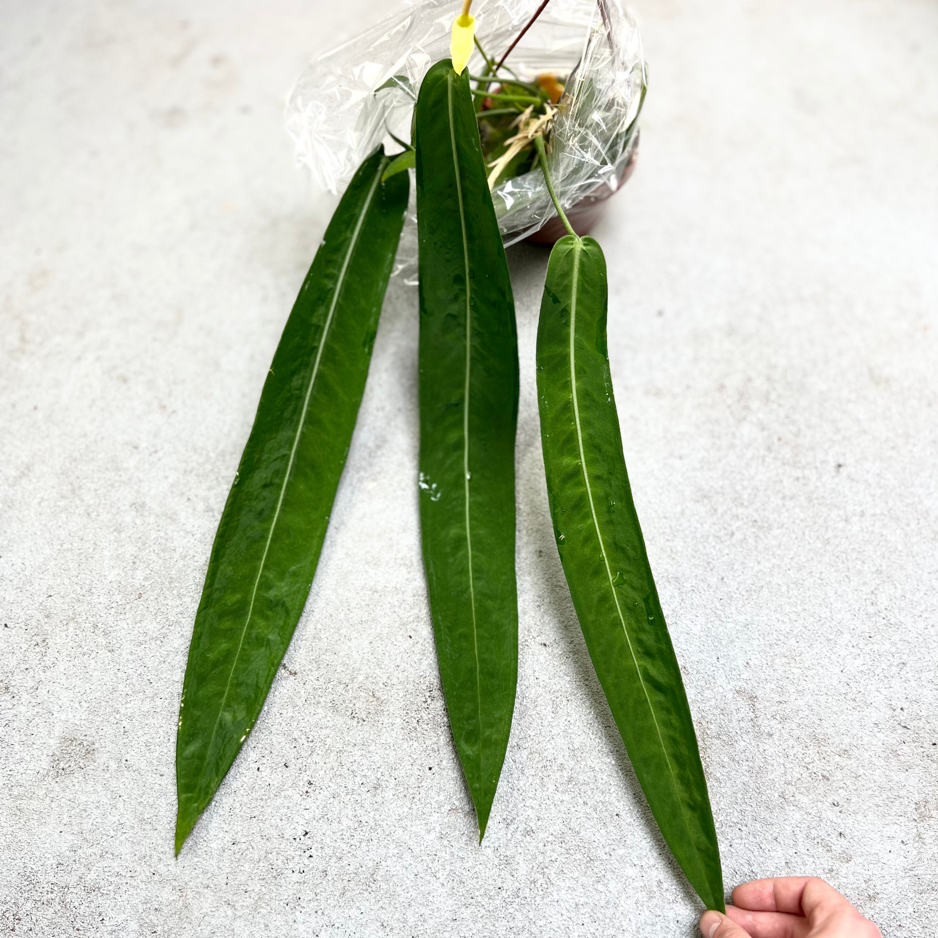 Anthurium Pallidiflorum Motherplant - Downtown Plant Club