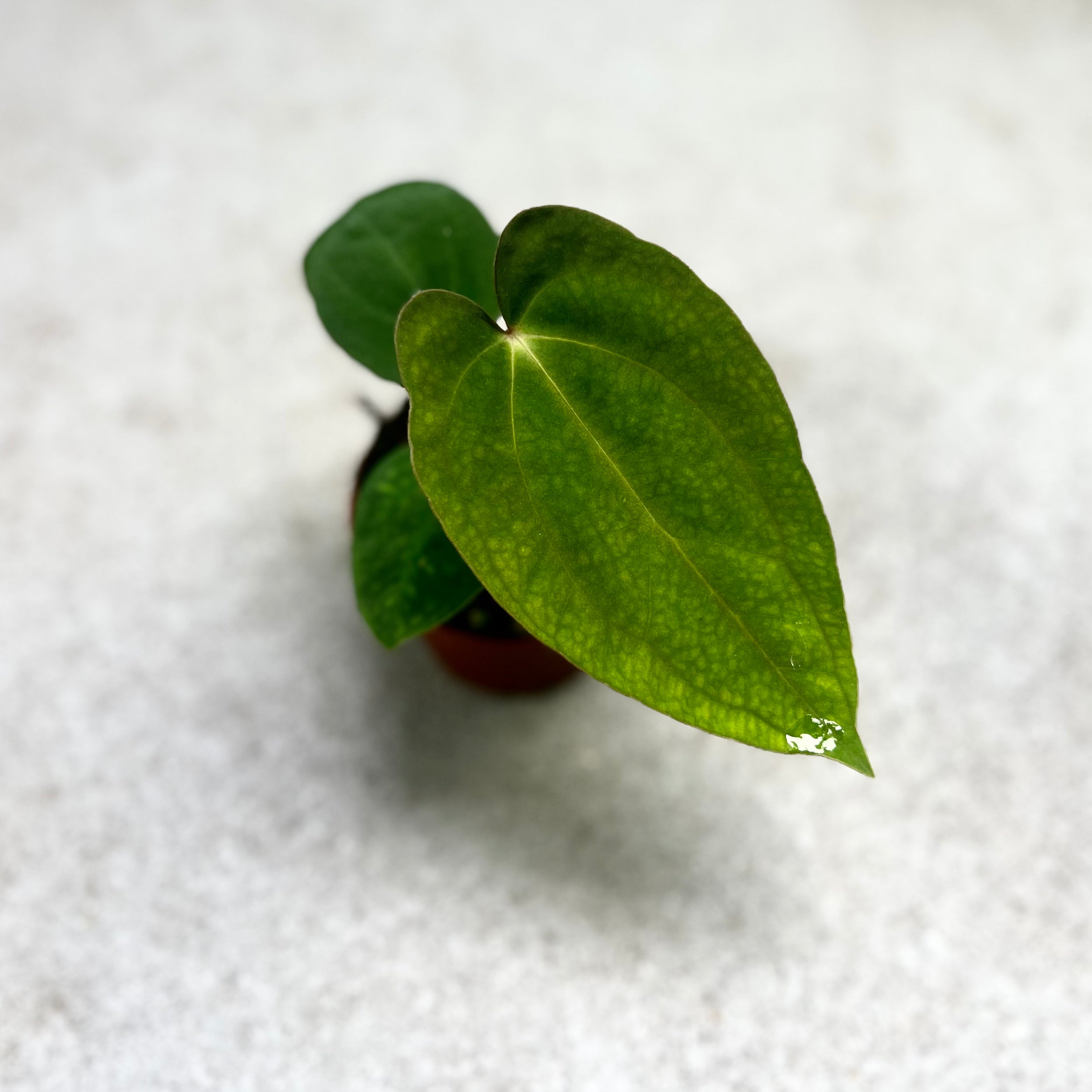 Anthurium Papillilaminum - Downtown Plant Club