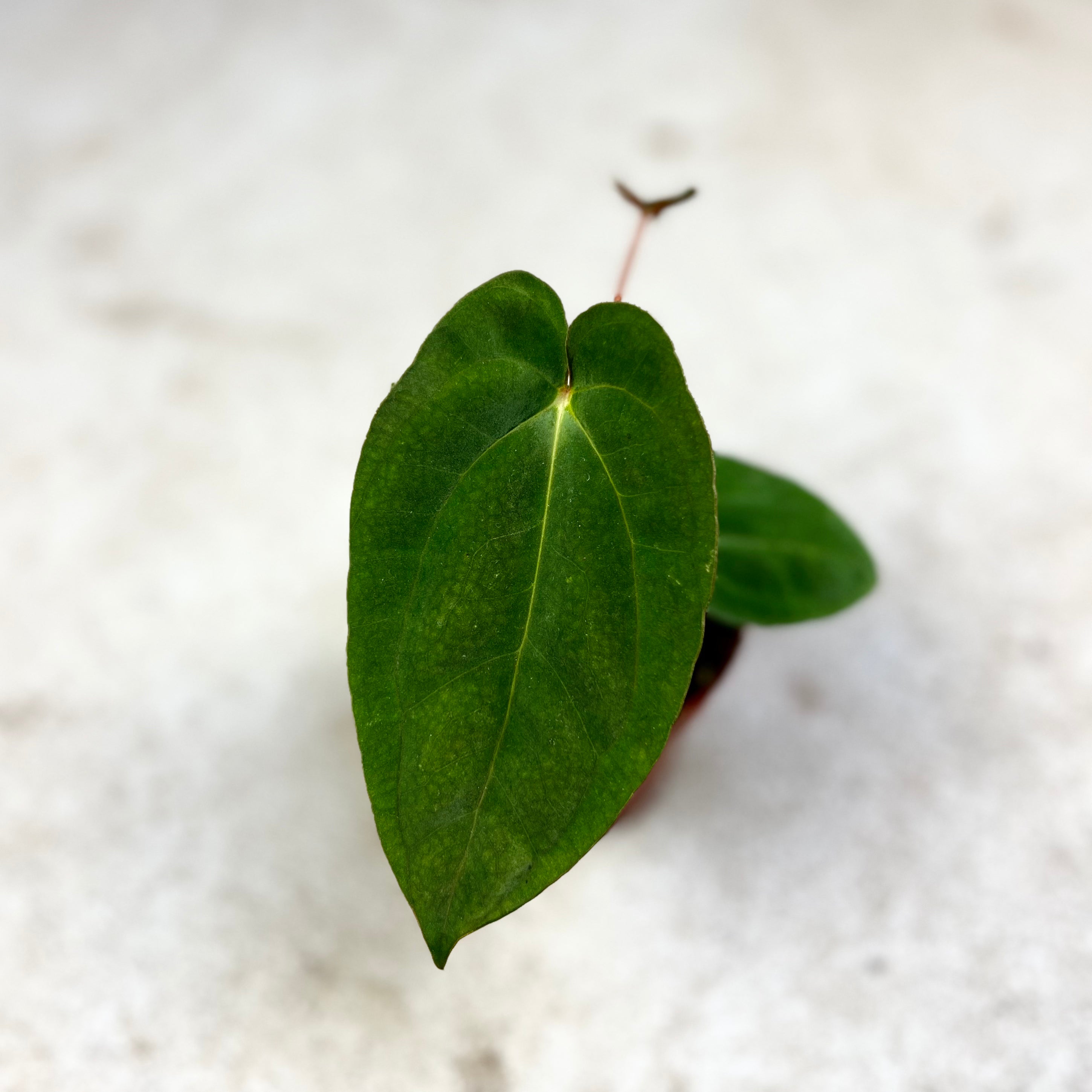 Anthurium Papillilaminum