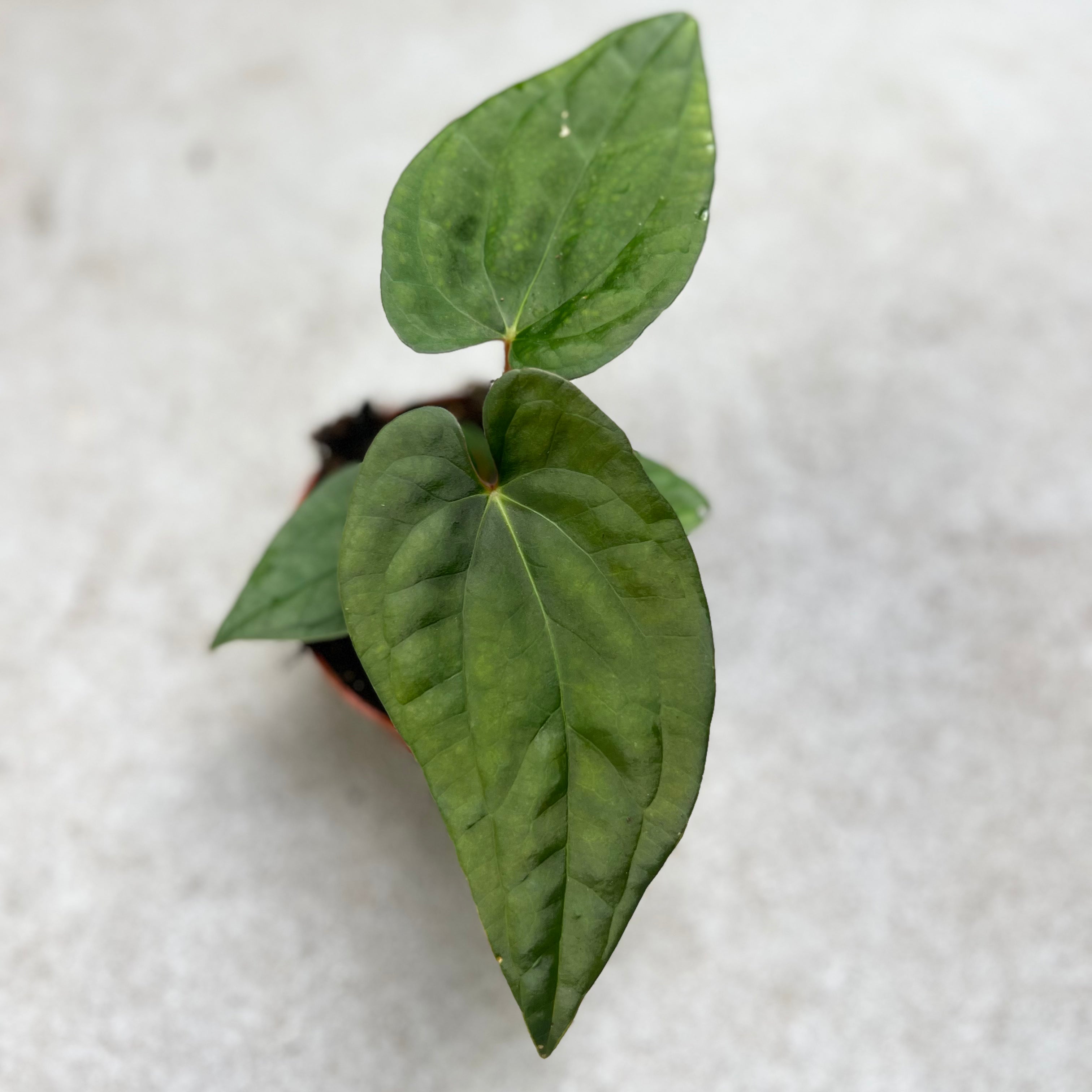 Anthurium Papillilaminum X Luxurians - Downtown Plant Club