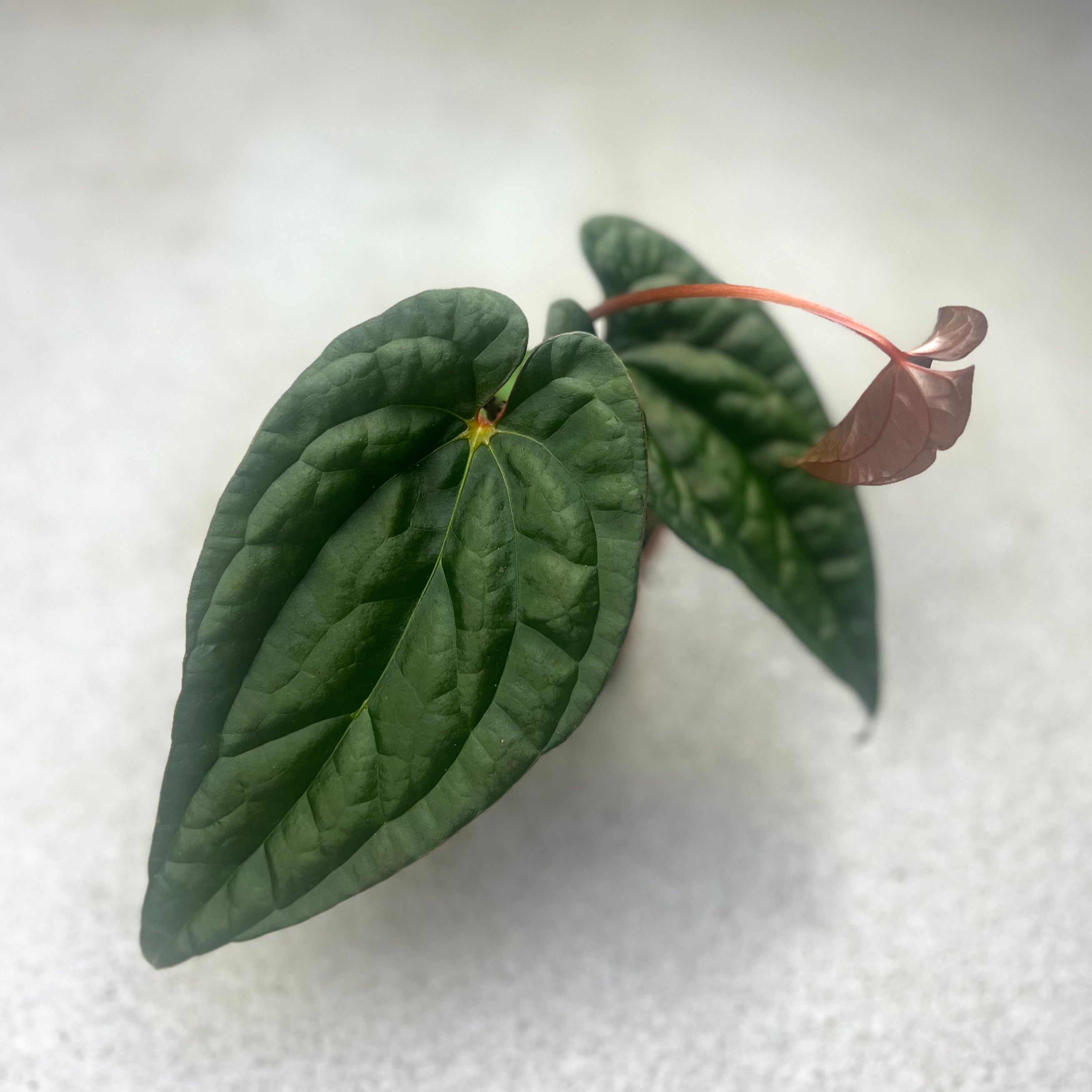 Anthurium Papillilaminum X Luxurians