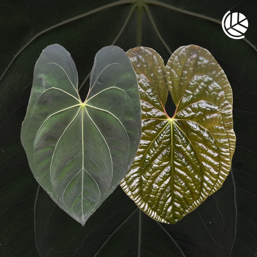 Anthurium-Papillilaminum-X-X-Luxurians-Motherplant-Downtownplantclub
