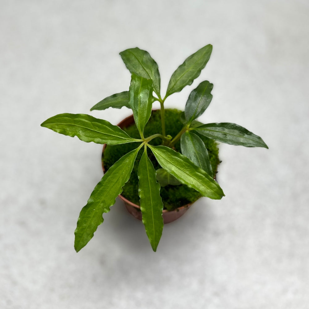 Anthurium Polyschistum - Downtown Plant Club